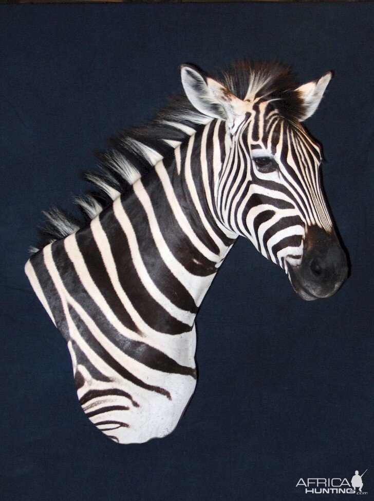 Zebra Pedestal Mount