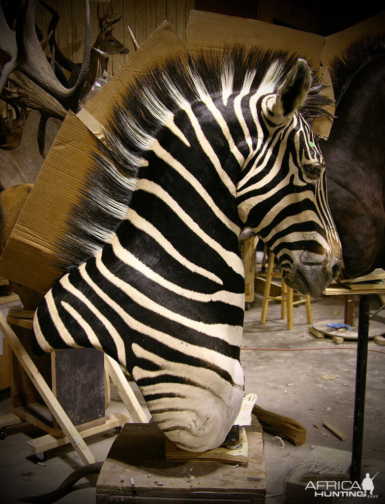 Zebra Pedestal Taxidermy