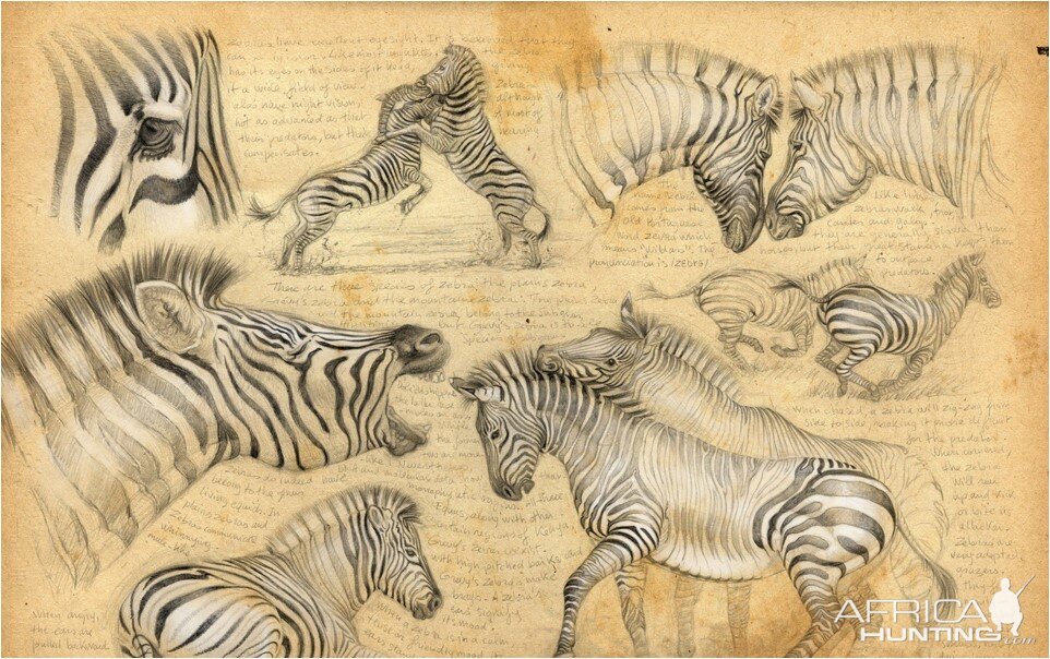 Zebra Picture