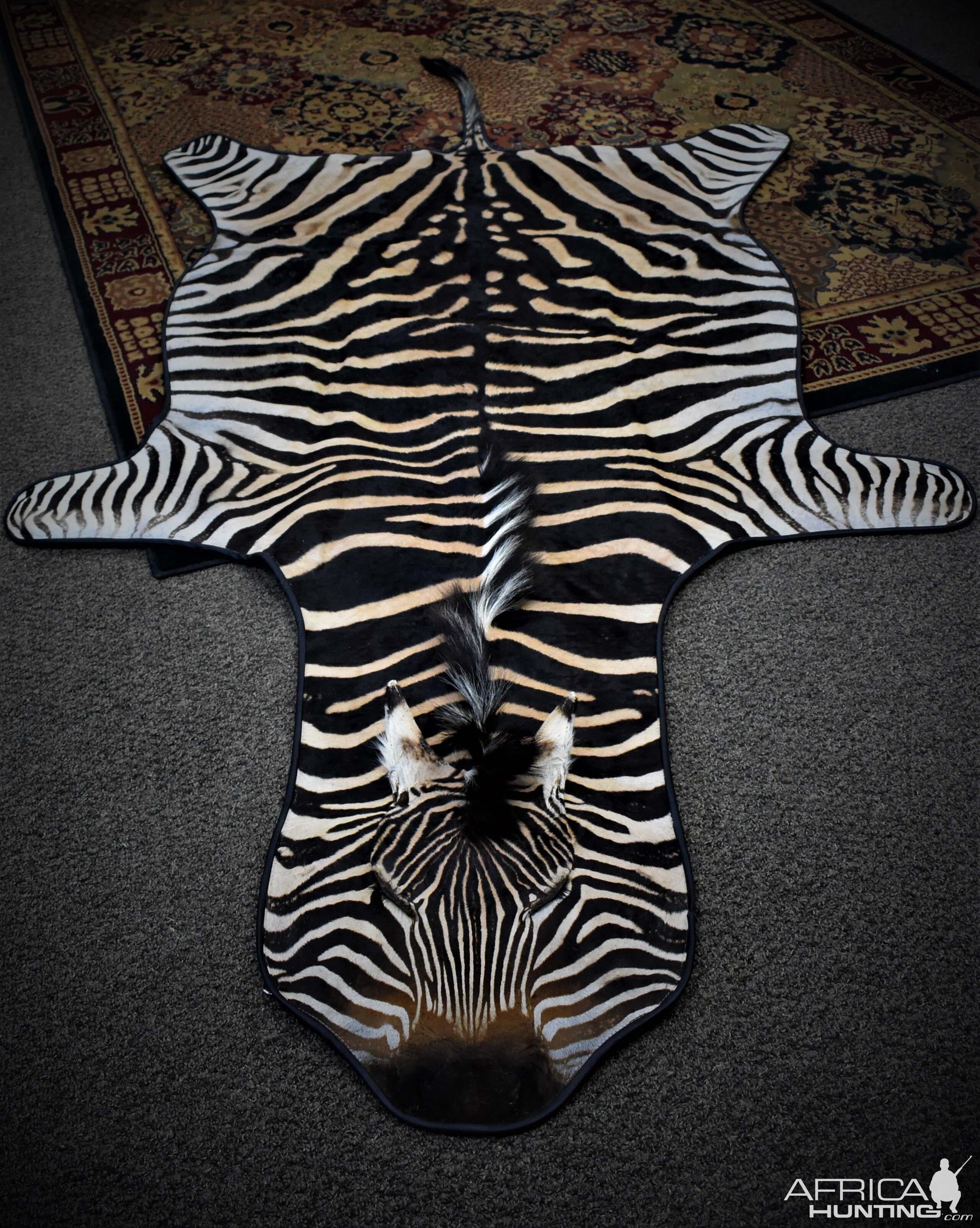 Zebra Rug with leather binded edges