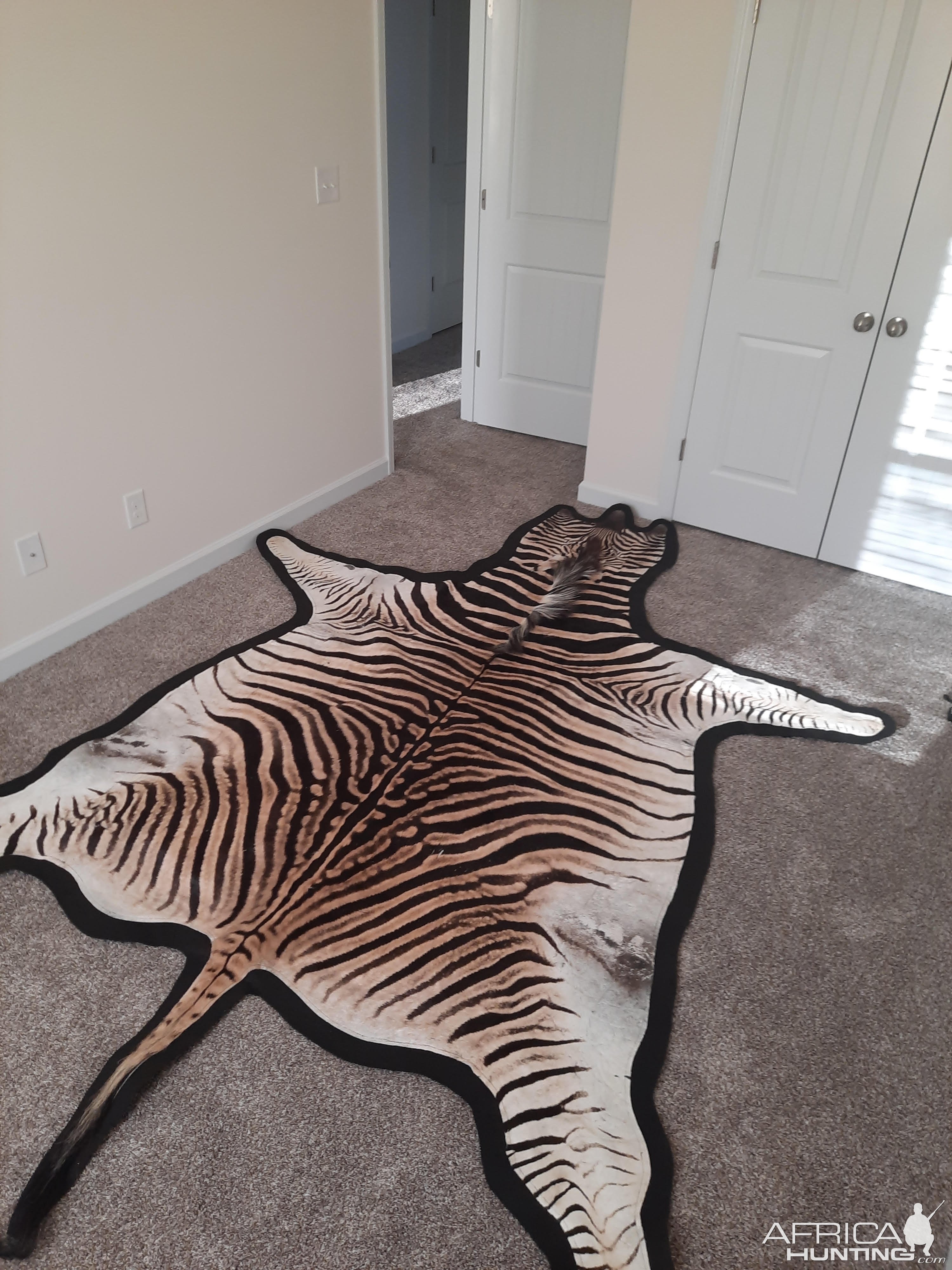 Zebra Rug