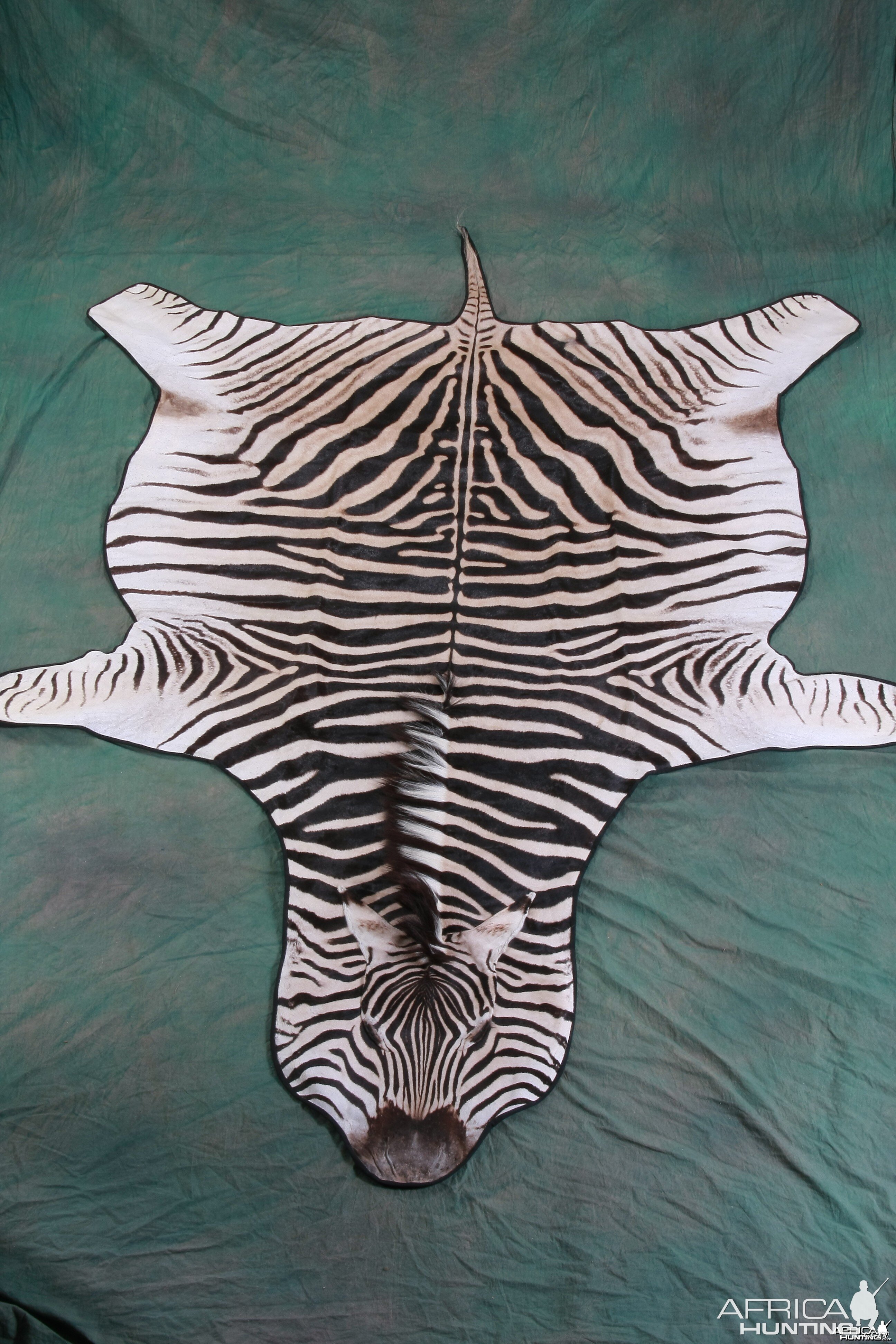 Zebra Rug