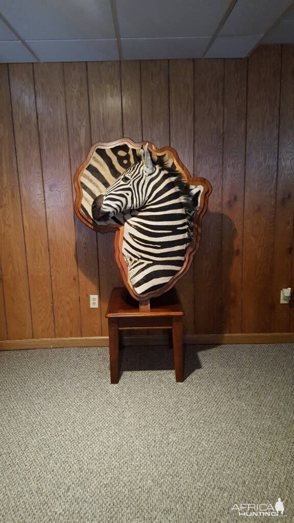 Zebra Shield Taxidermy