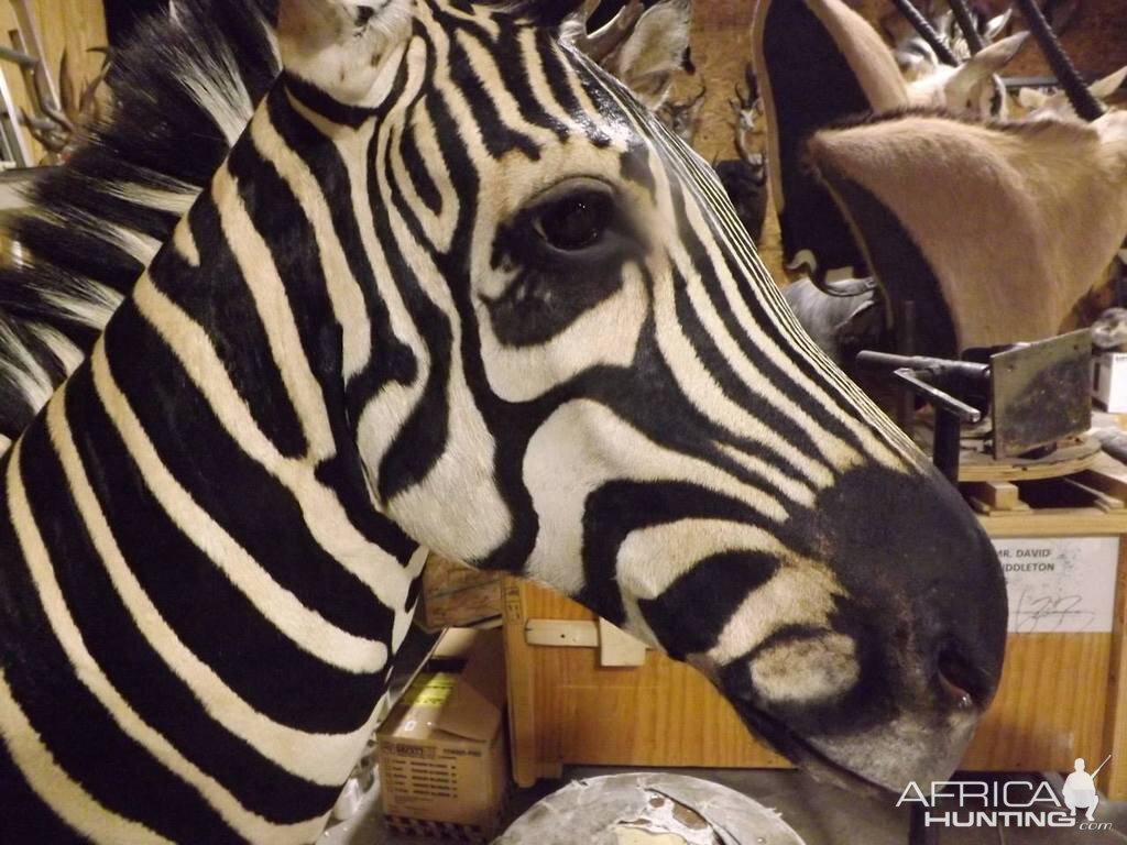 Zebra Shoulder Mount Taxidermy Fixed