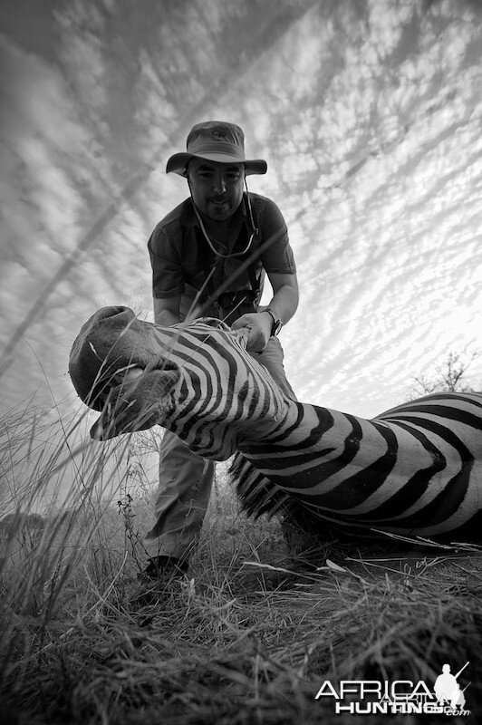 zebra silhouette