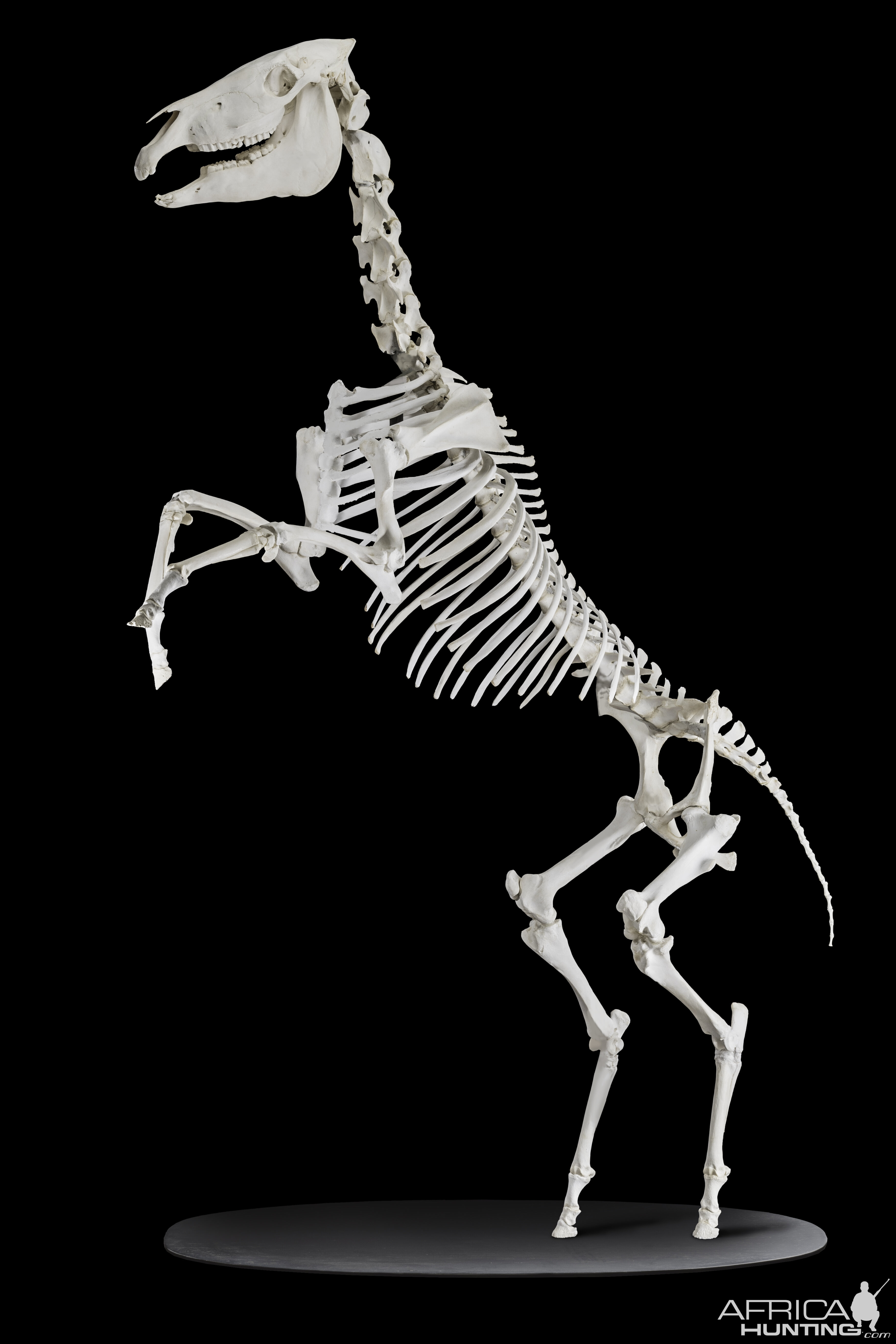 Zebra Skeleton Mount