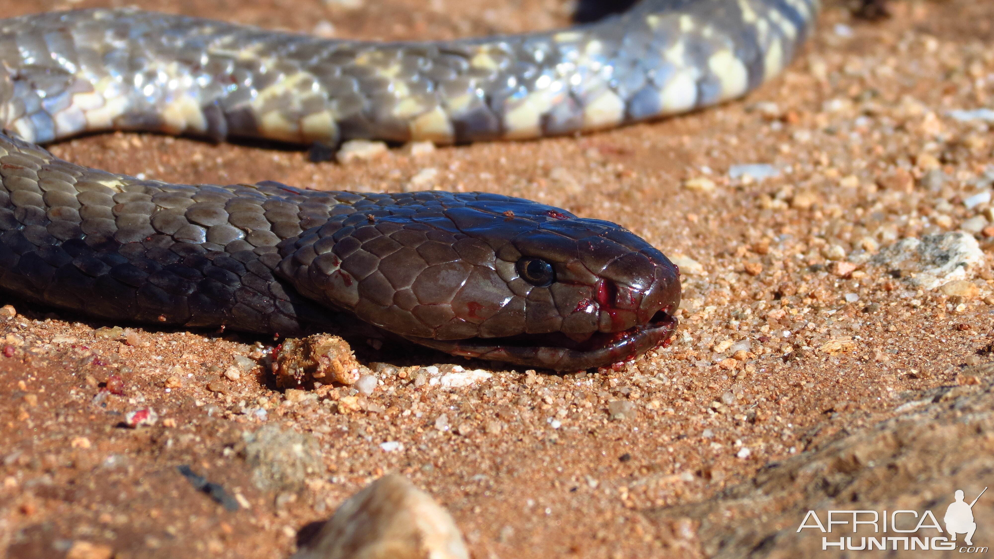 Zebra Spitting Cobra aka Zebra Snake