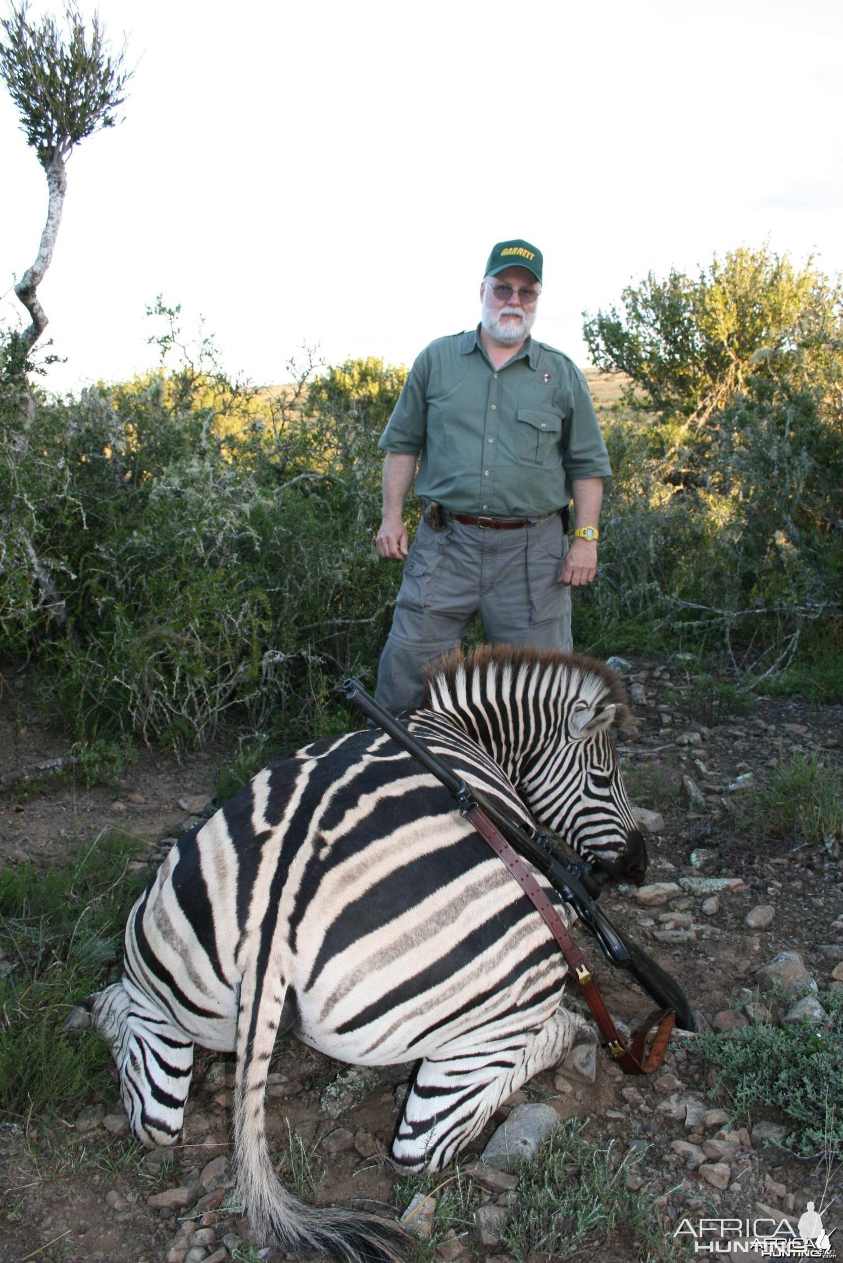 Zebra Stallion from a different angle