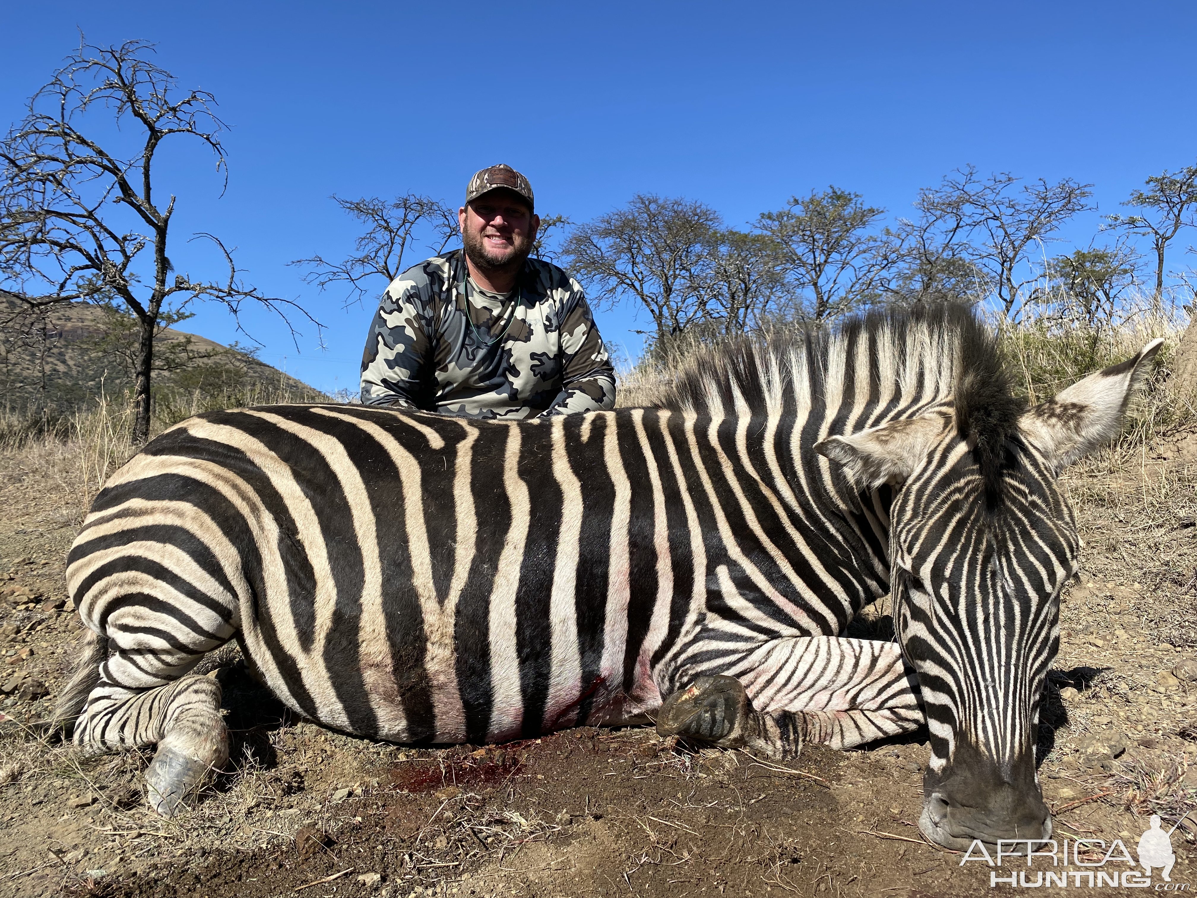 Zebra Stallion Hunting South Africa