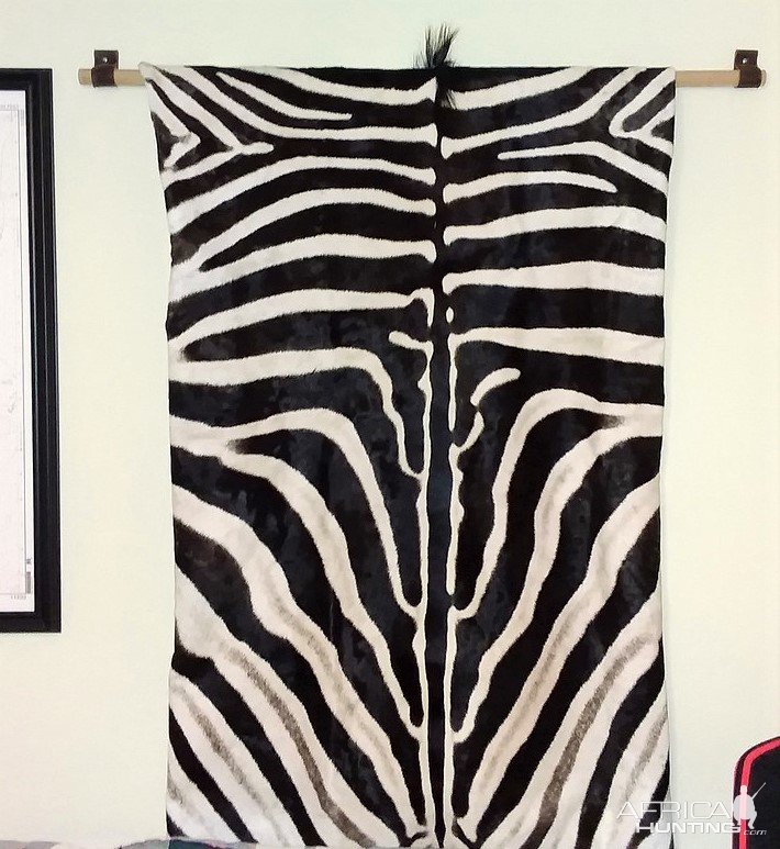 Zebra Tapestry Taxidermy