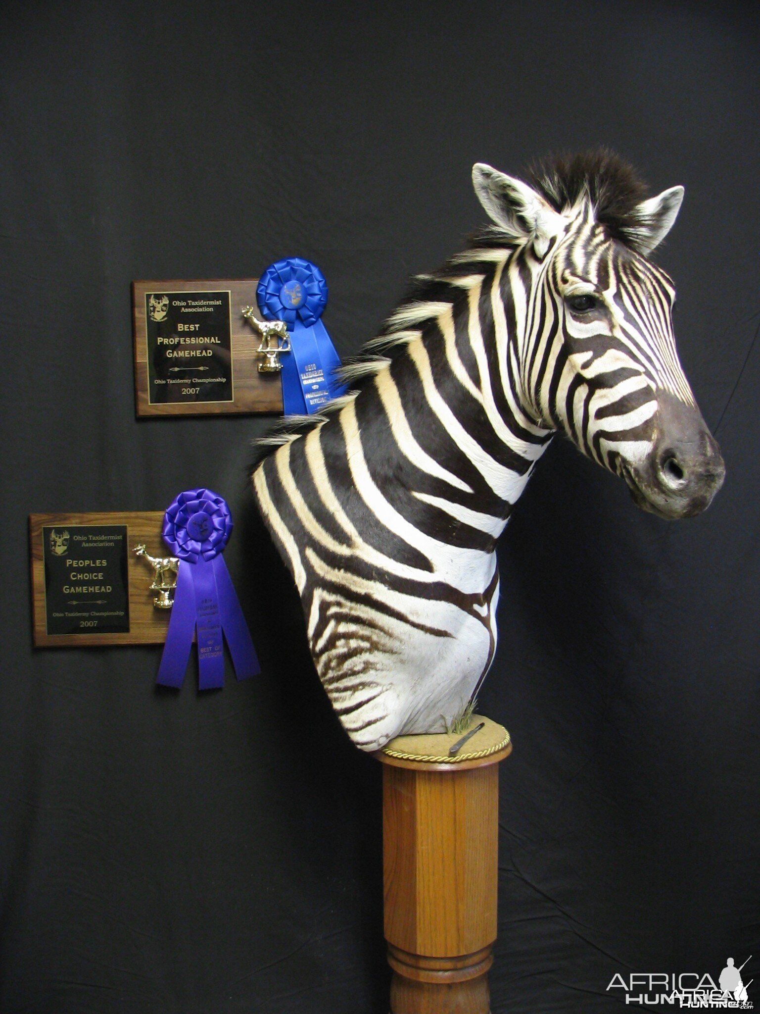 Zebra taxidermy mount