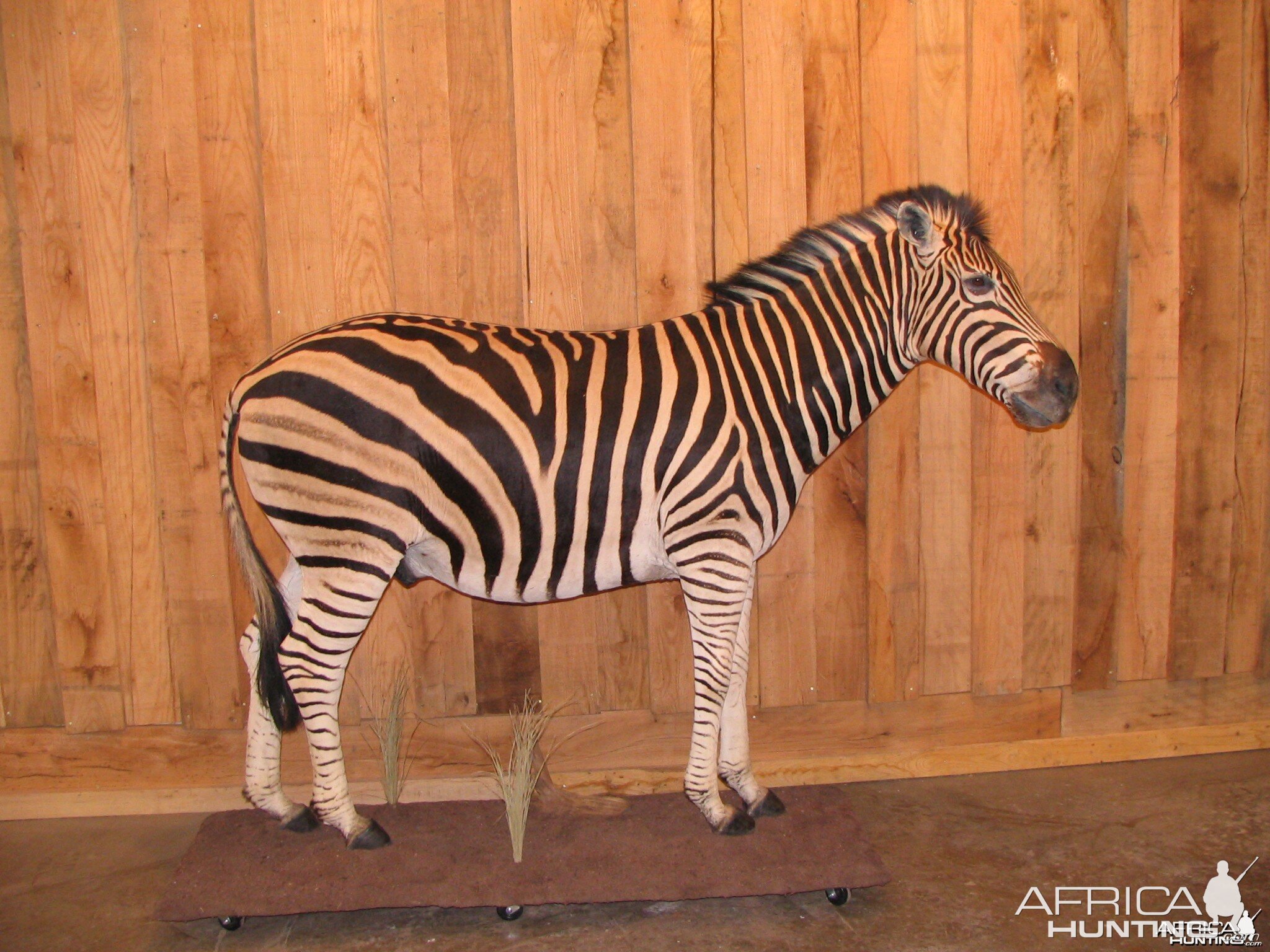 Zebra Taxidermy Mount