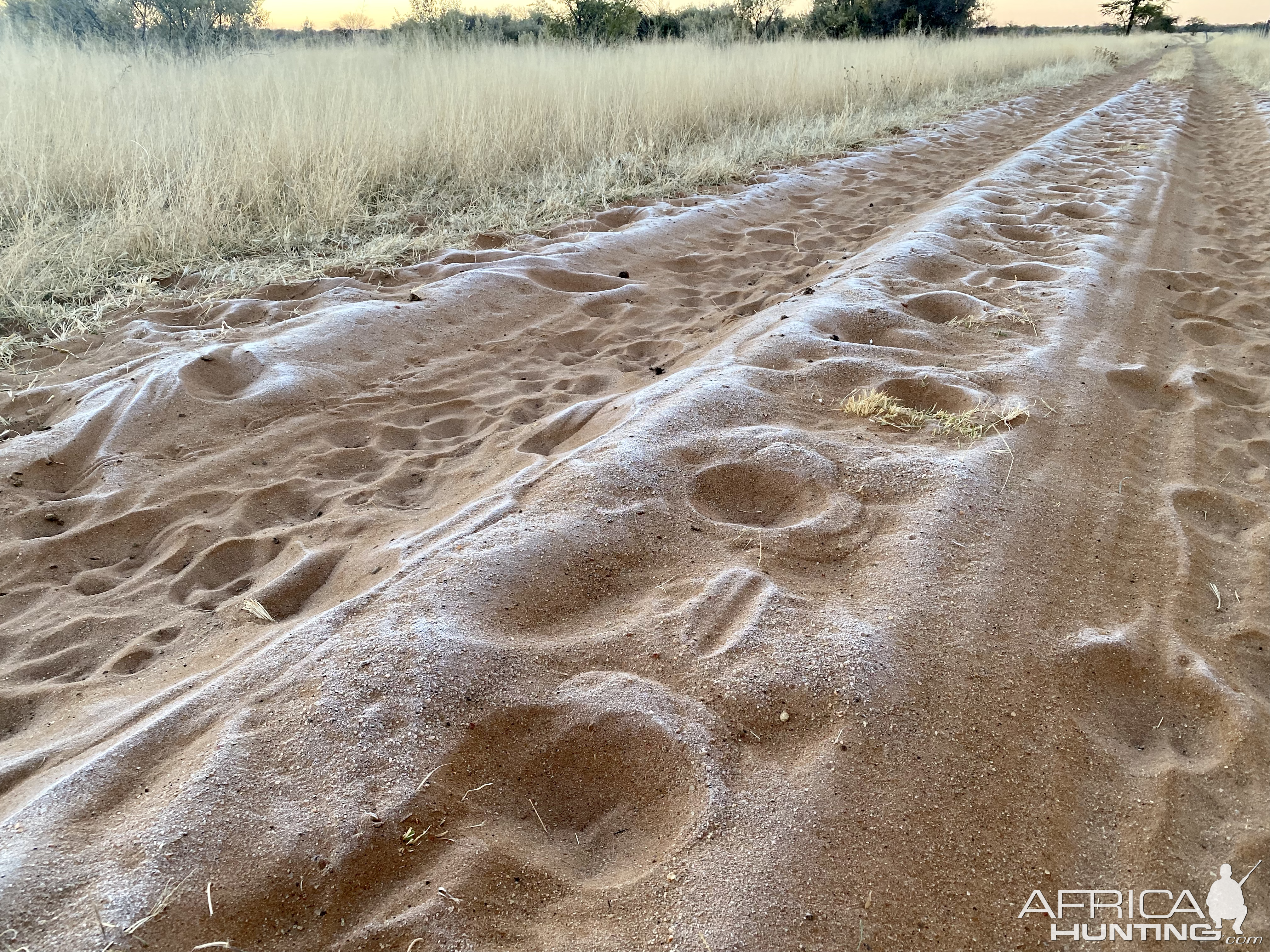 Zebra Tracks