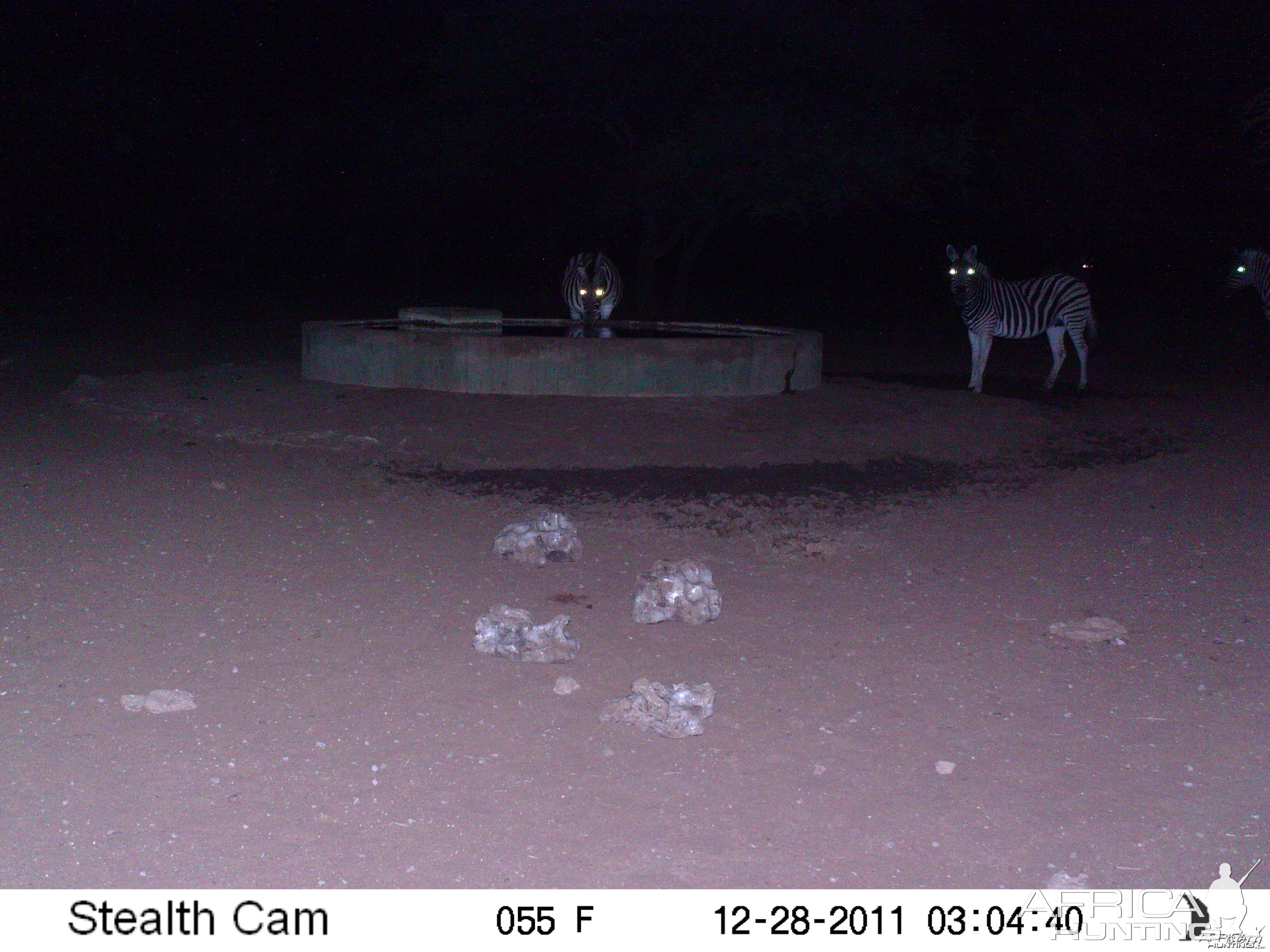 Zebra Trail Camera Namibia