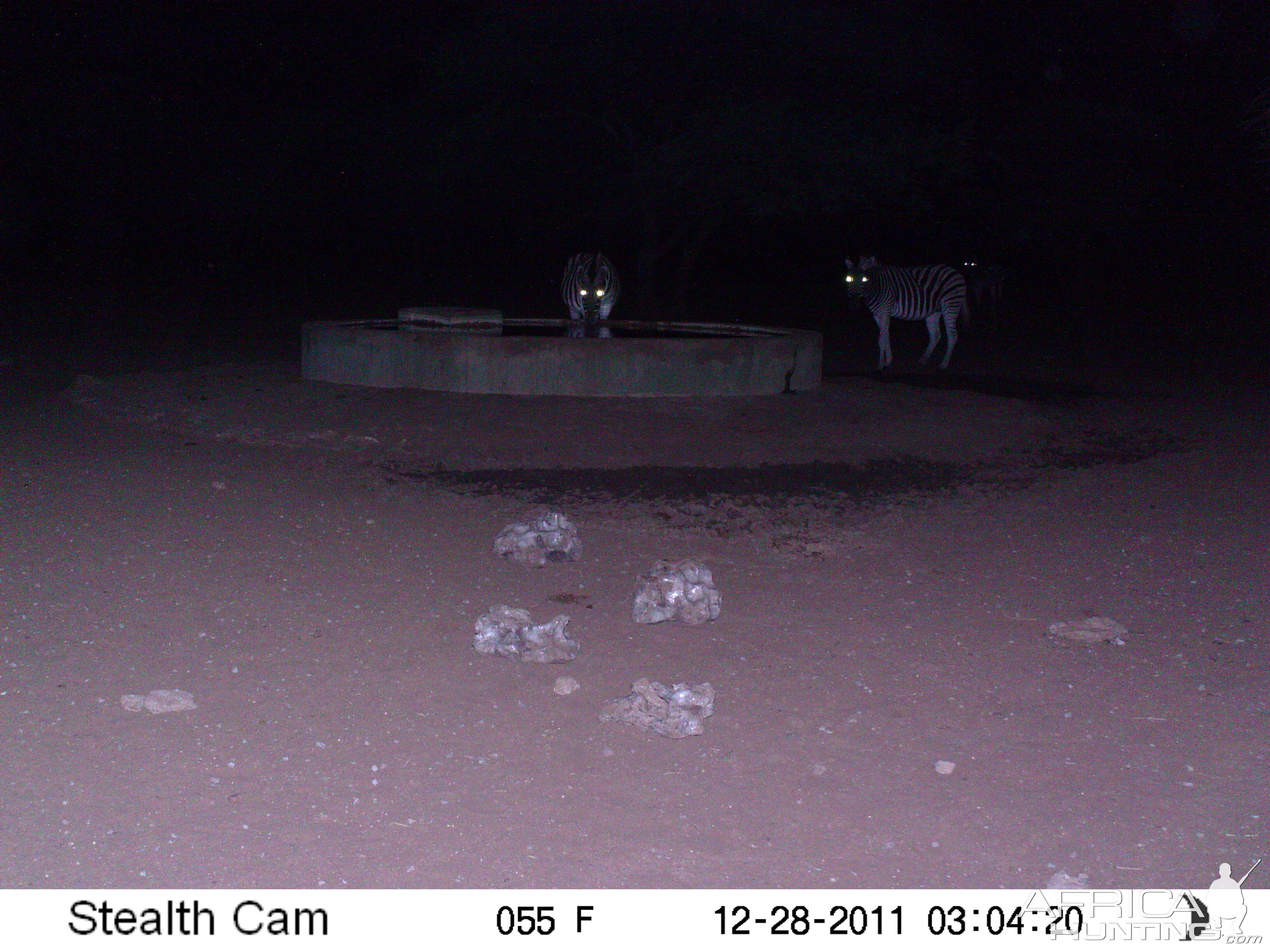 Zebra Trail Camera Namibia