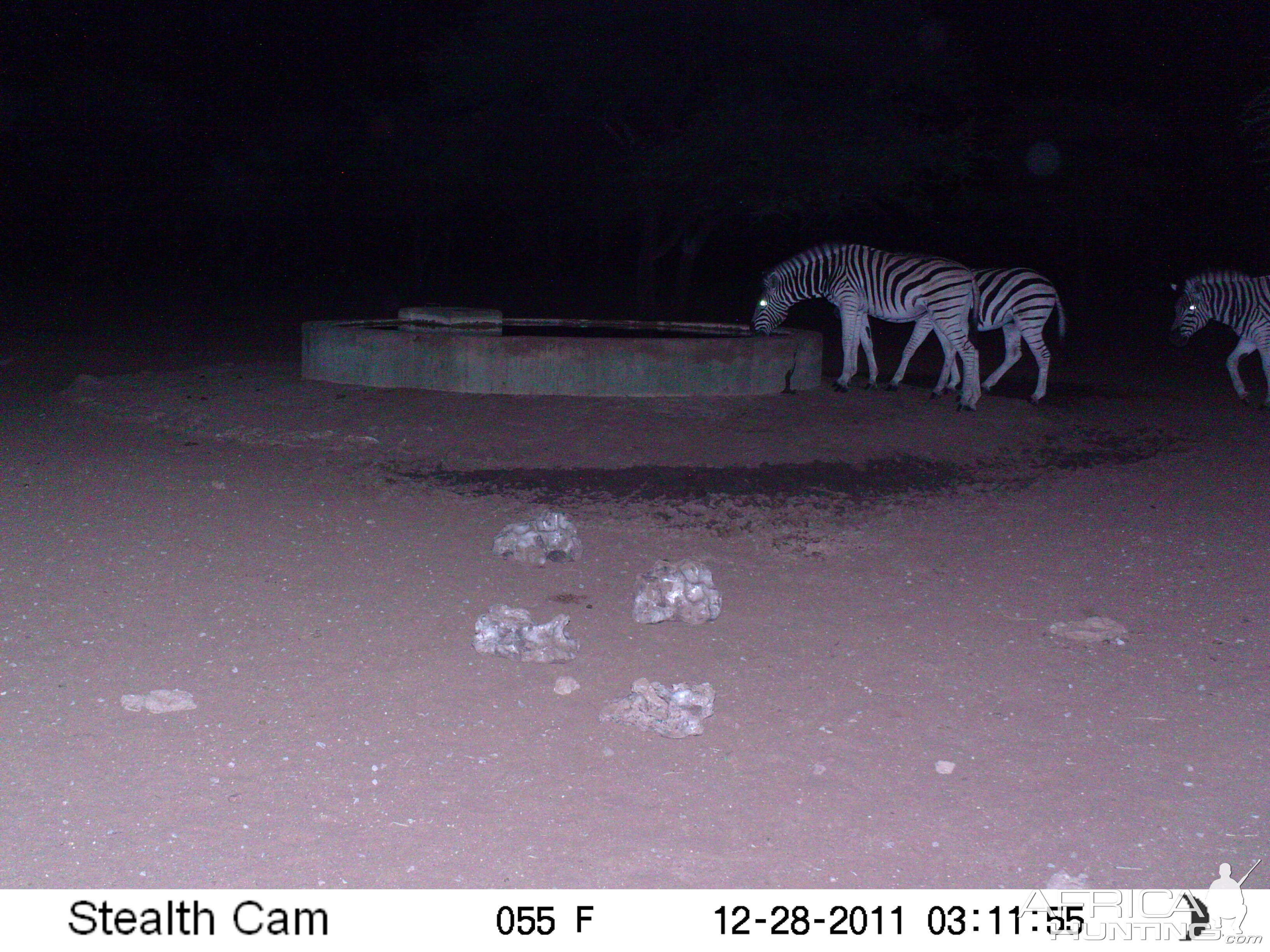 Zebra Trail Camera Namibia