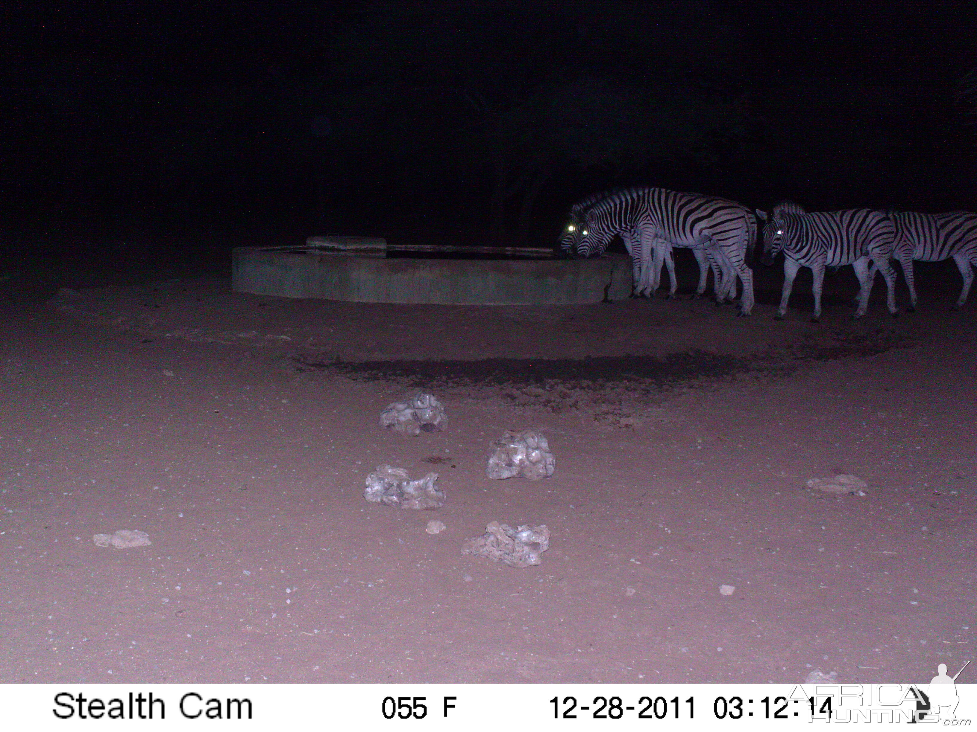 Zebra Trail Camera Namibia