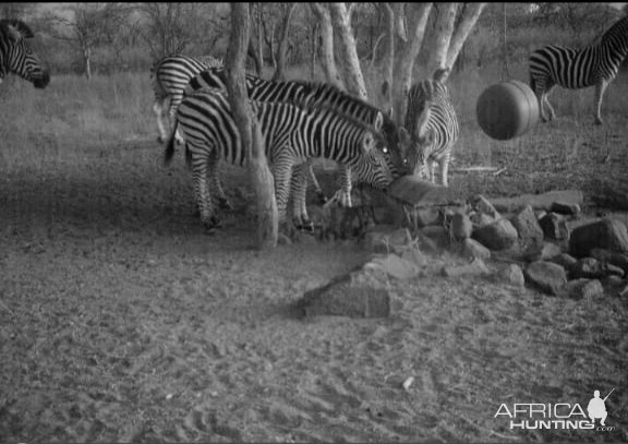 Zebra Trail Camera