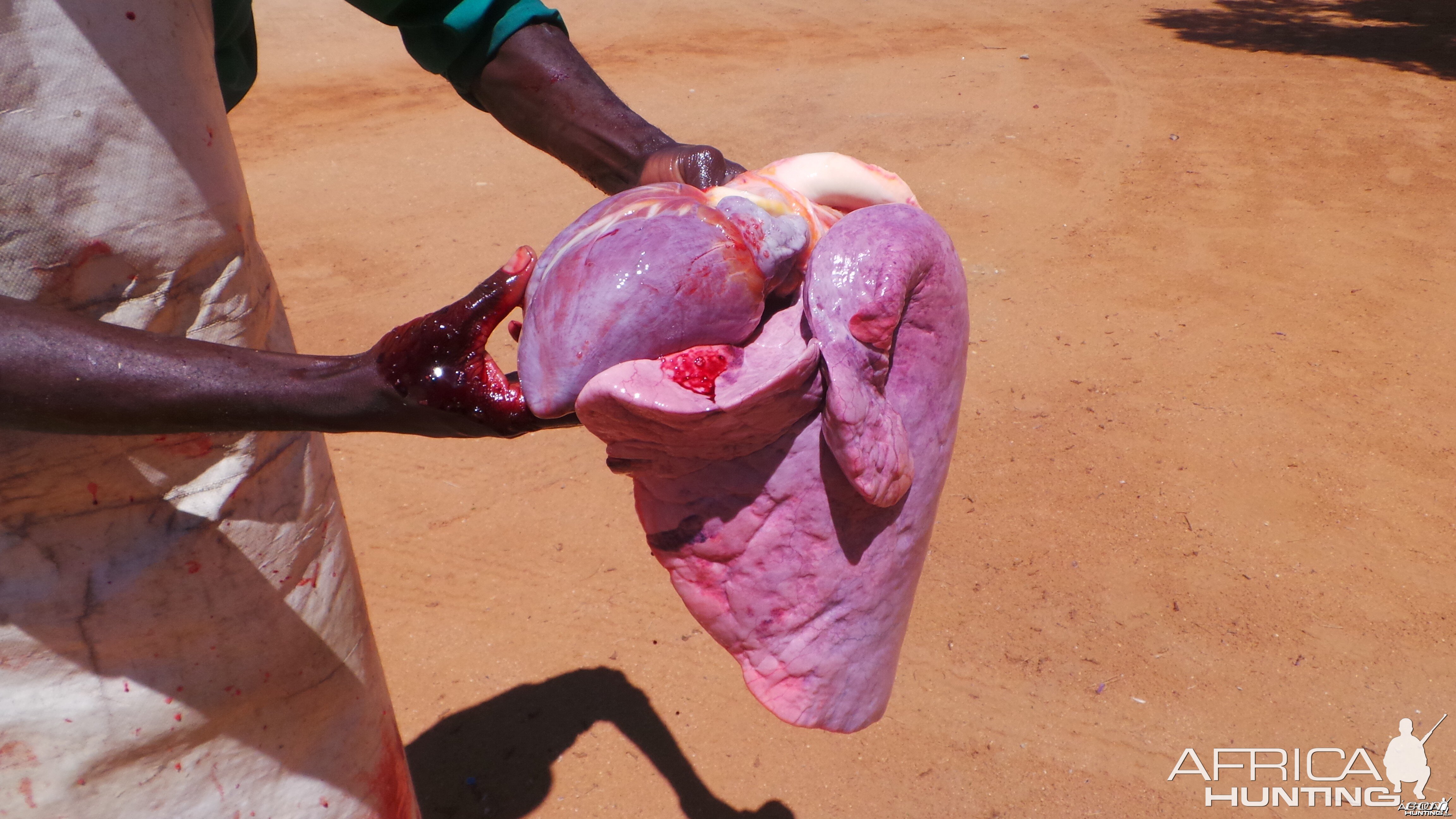 Zebra Vital Organs Heart and Lungs