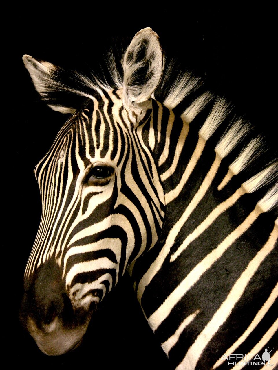 Zebra Wall Pedestal Taxidermy Mount