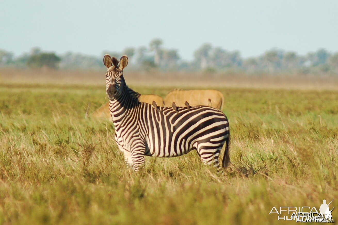 Zebra