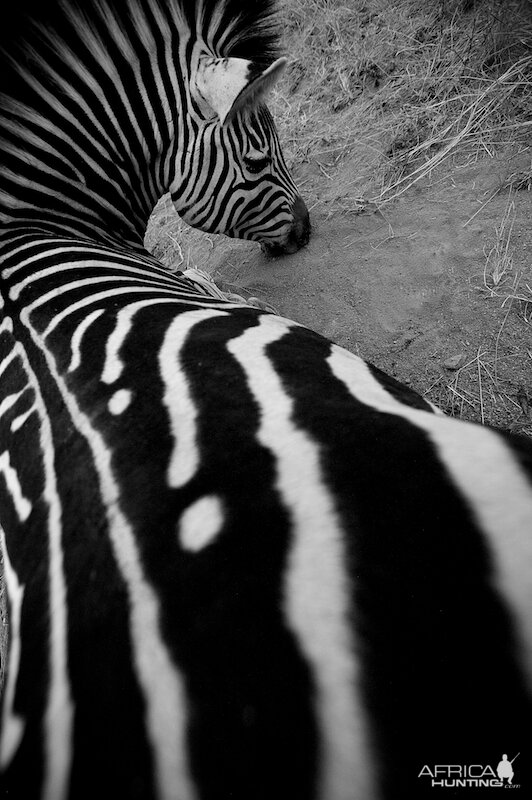 zebra