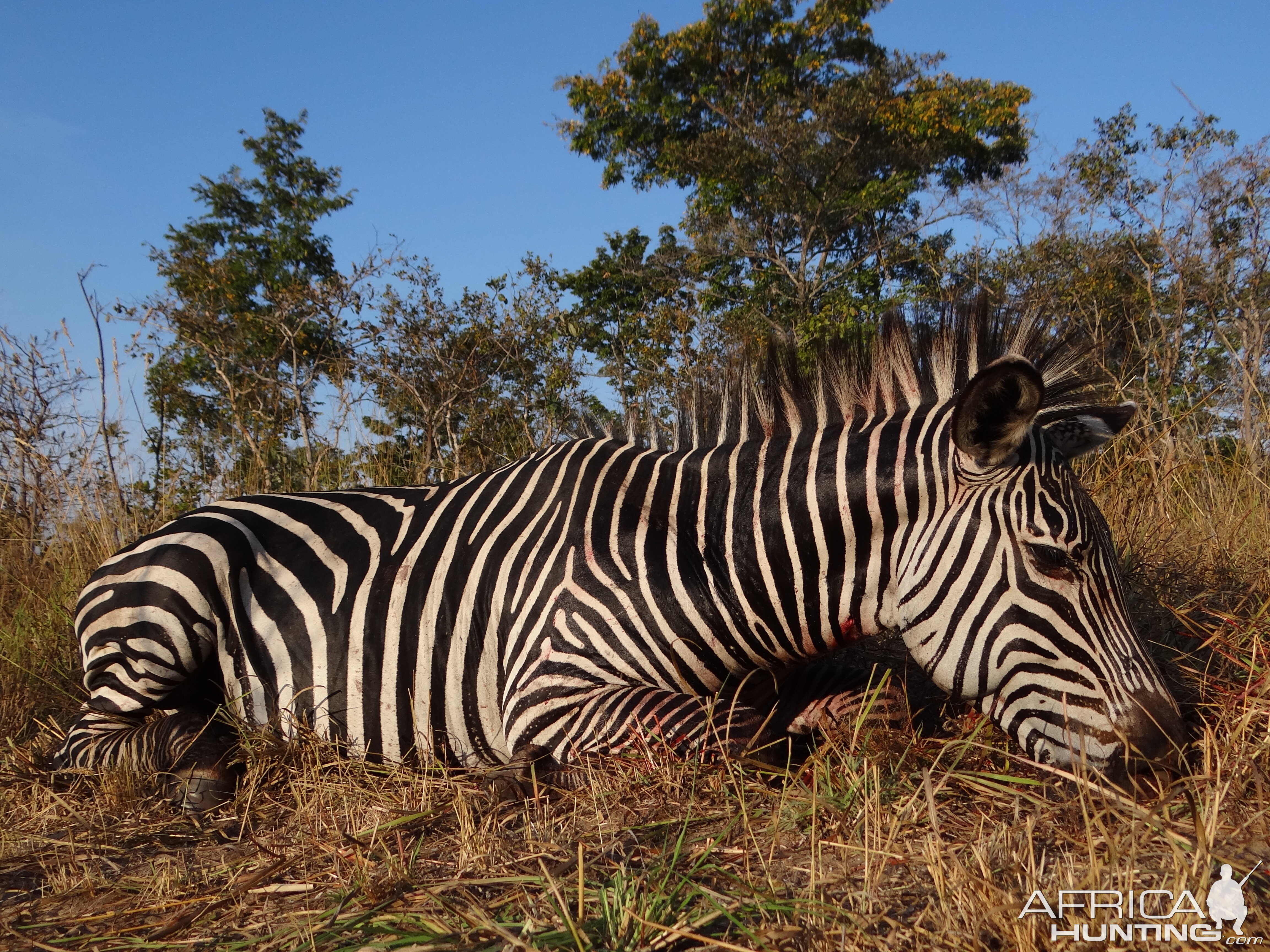 Zebra