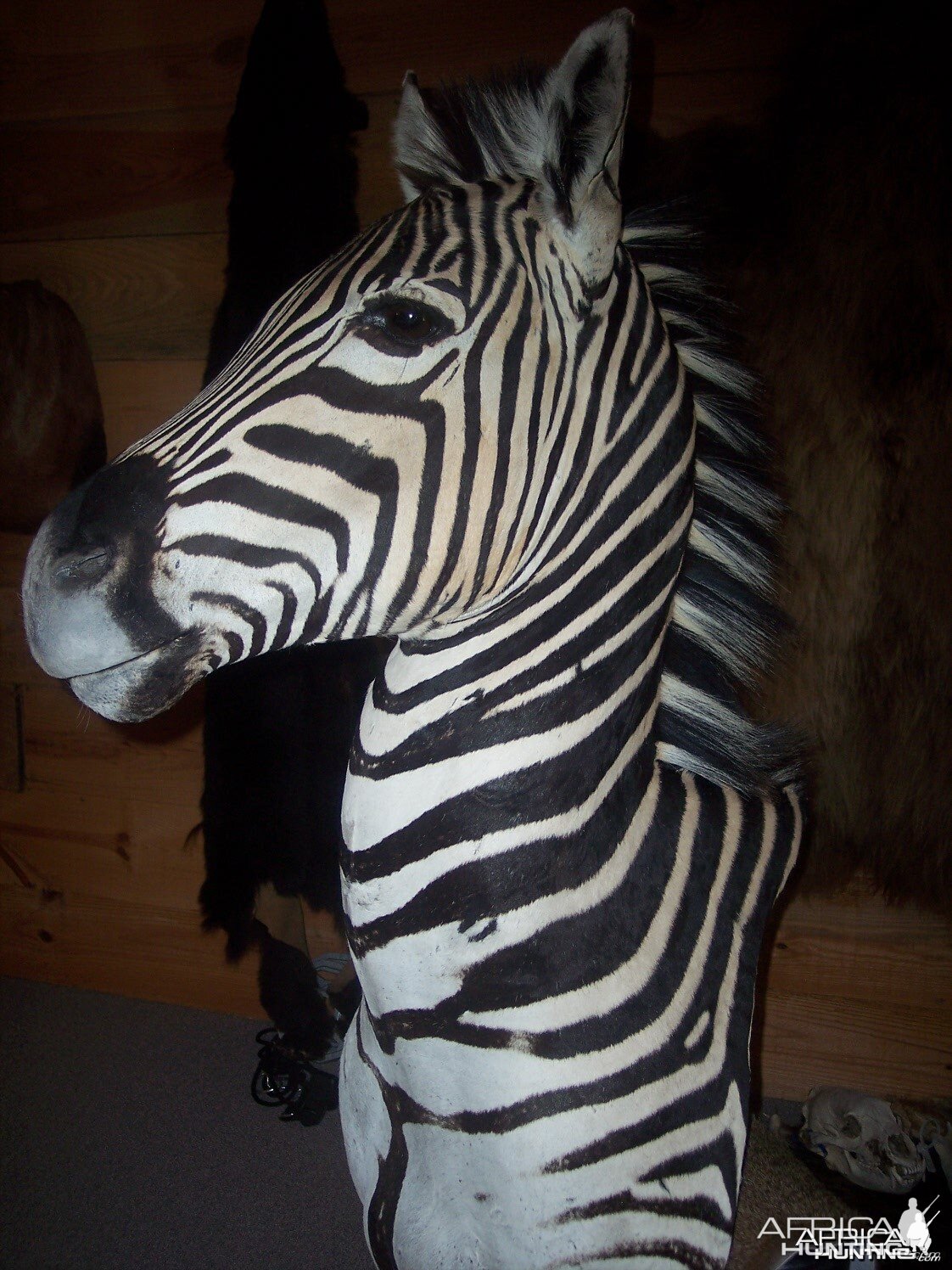 Zebra