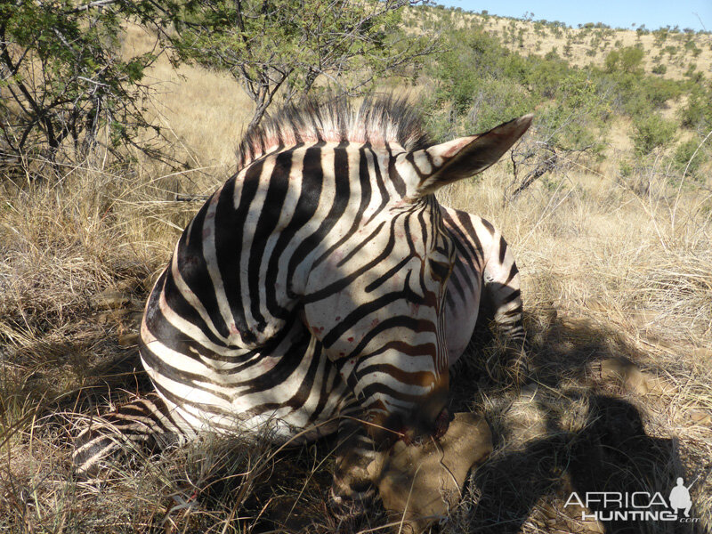 Zebra