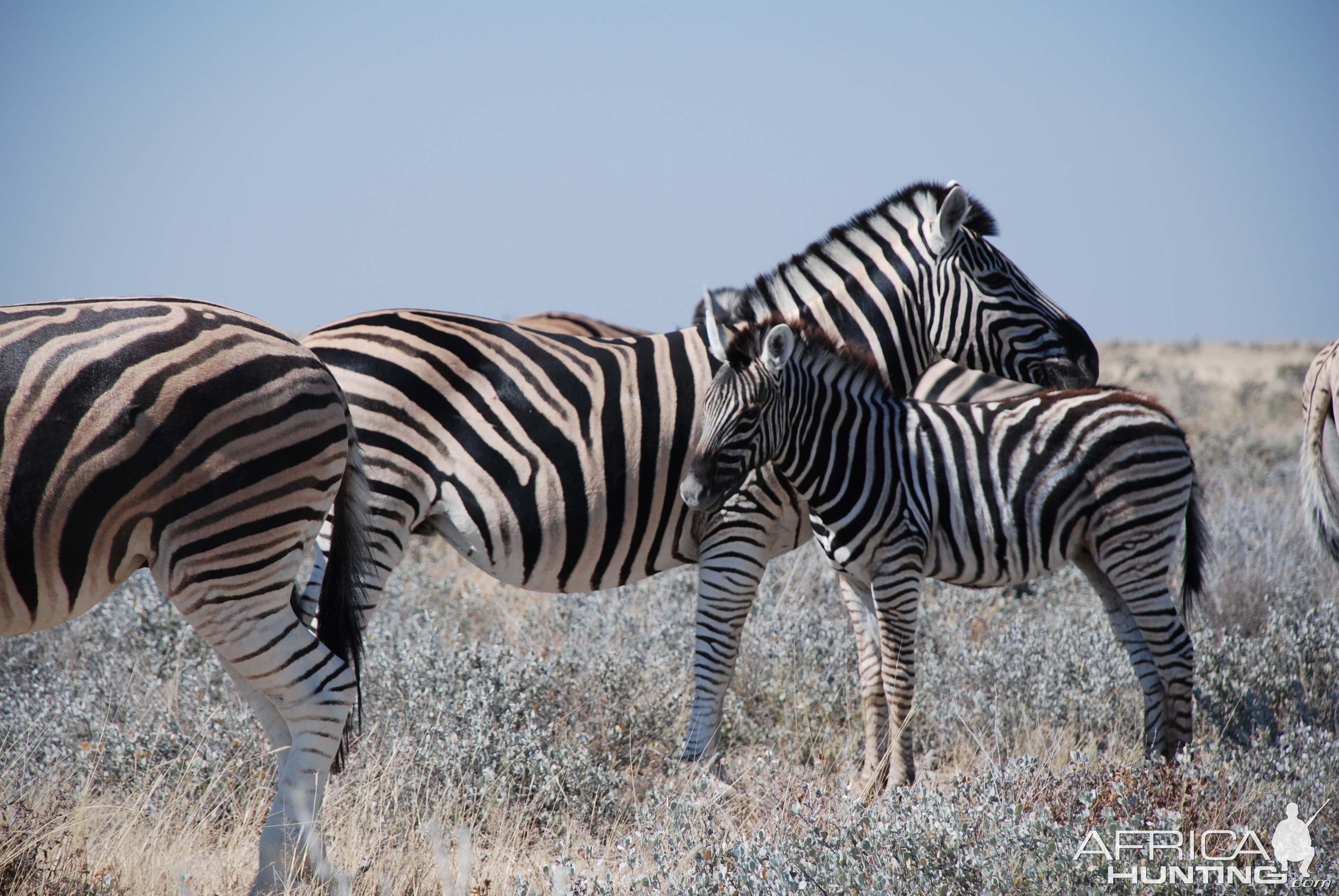 Zebras at Etosha