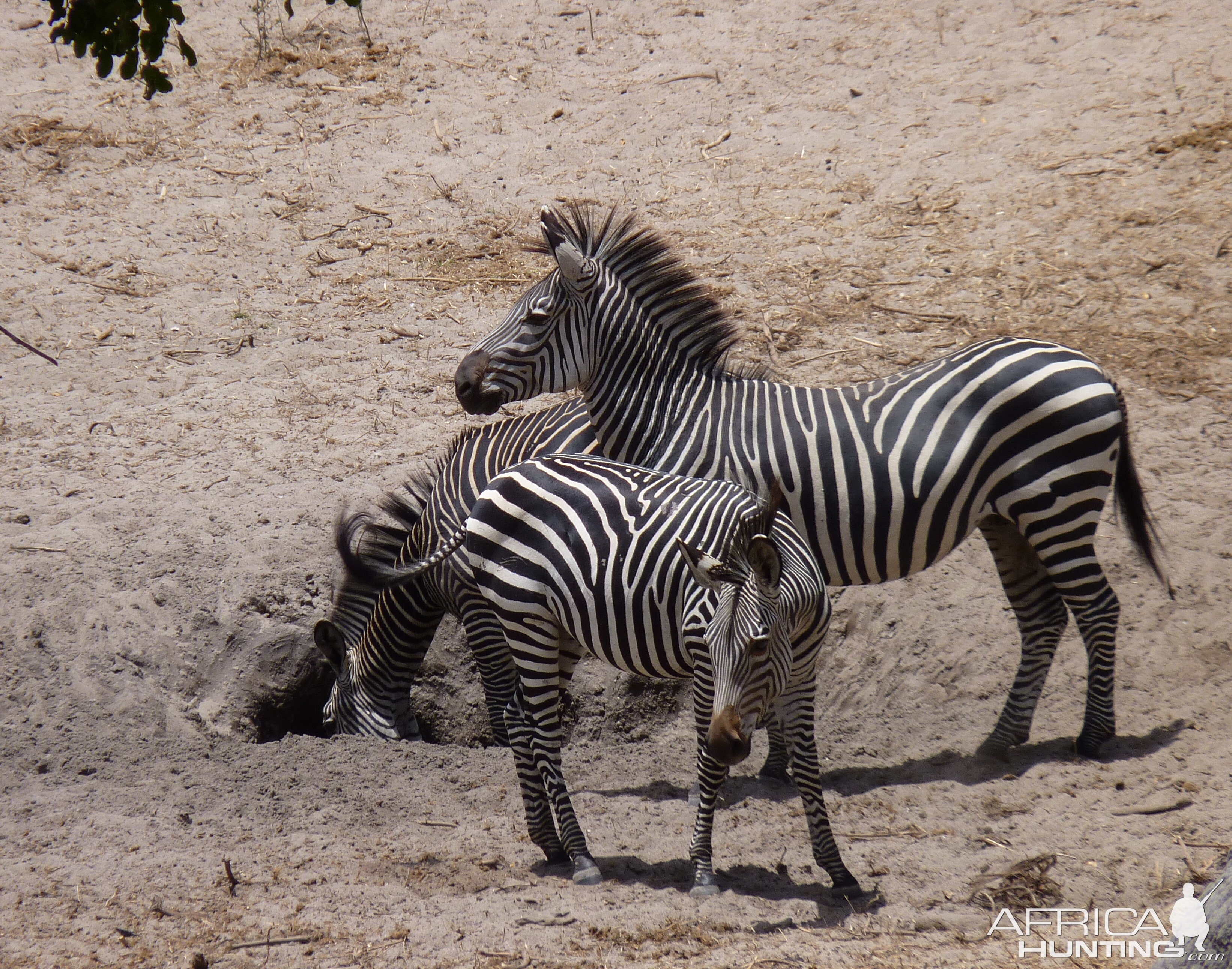 Zebras in Tanzania