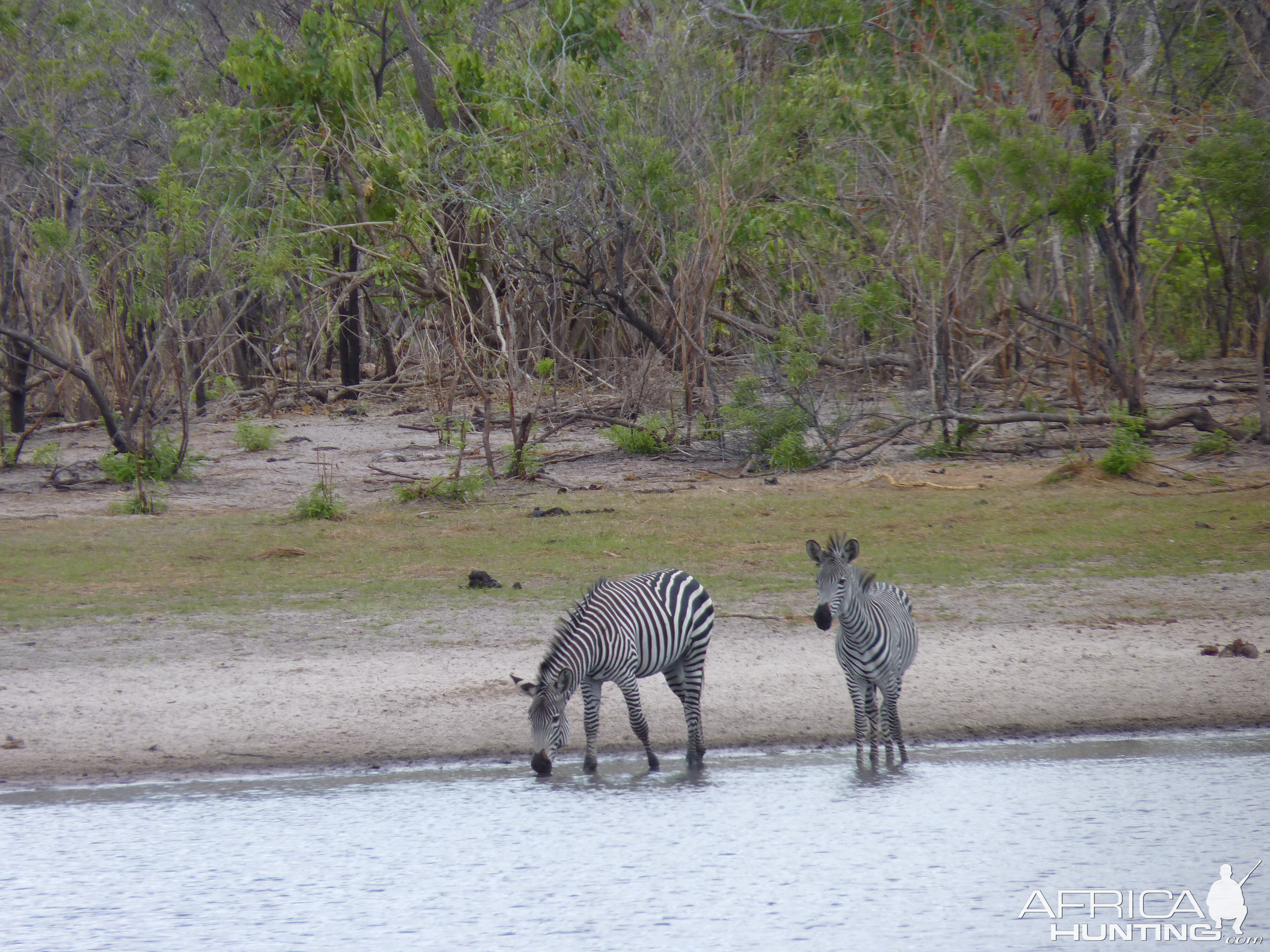 Zebras in Tanzania