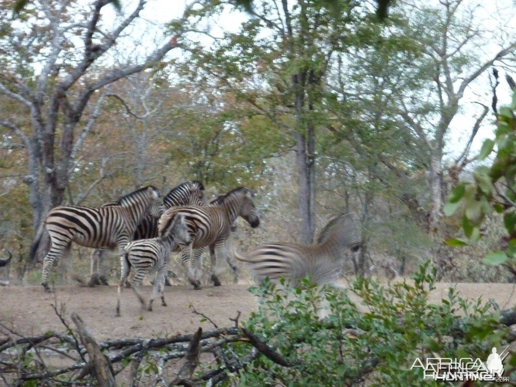 Zebras in Zimbabwe