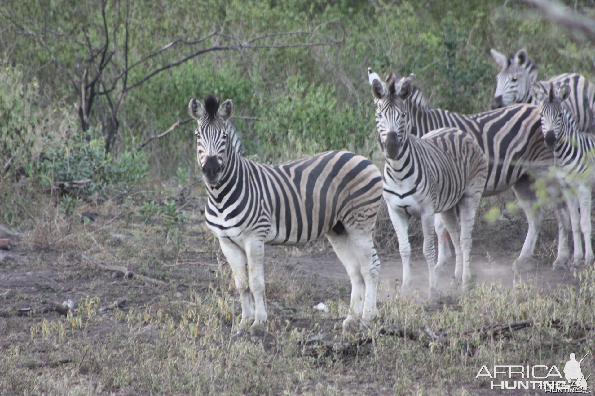 Zebras