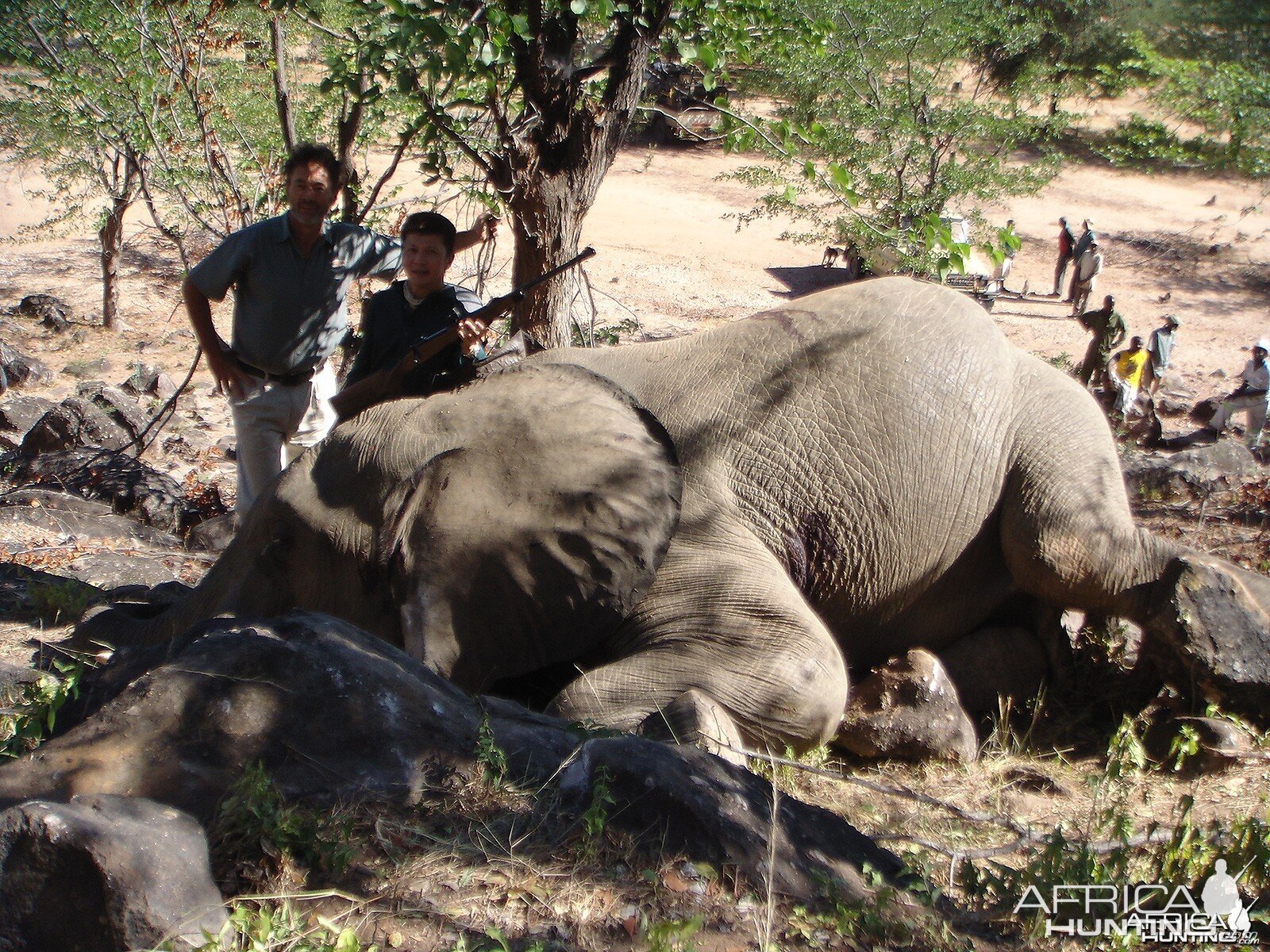 Zim 2013 Elephant