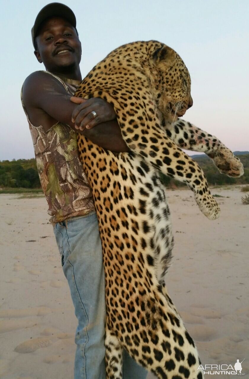 Zimbabawe Leopard Hunt