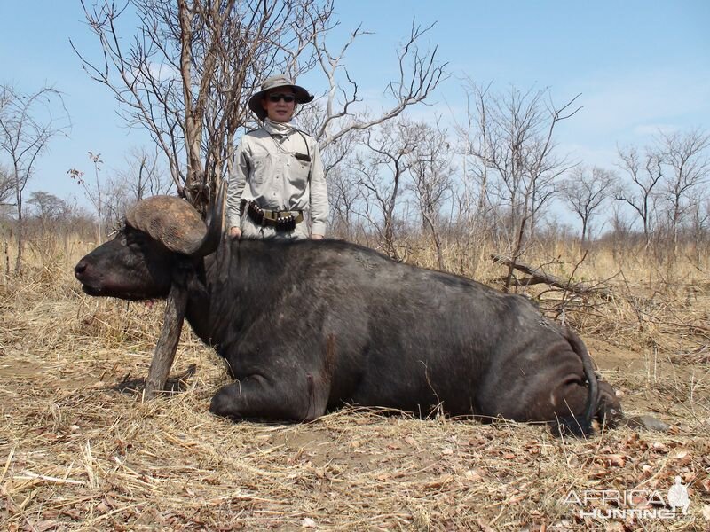 Zimbabwe Buffalo - 1