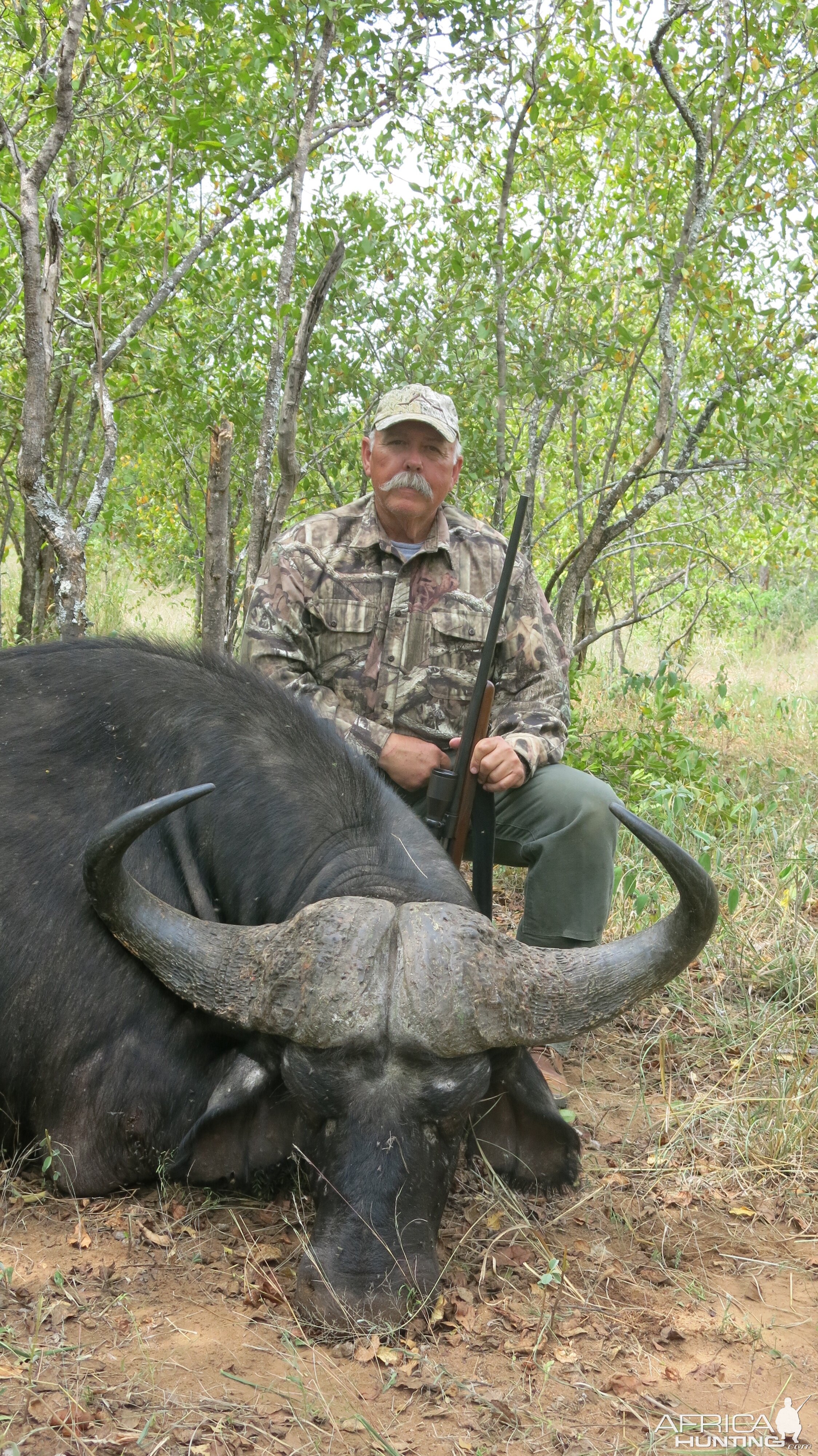 Zimbabwe Buffalo Bull