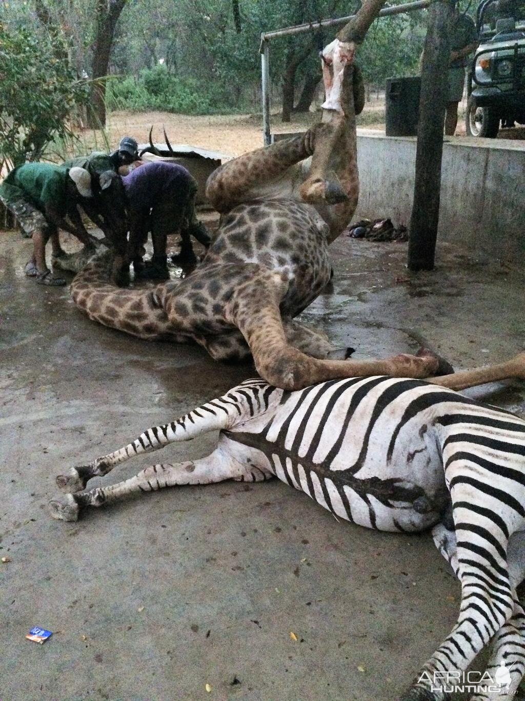 Zimbabwe Burchell's Plain Zebra & Giraffe Hunt