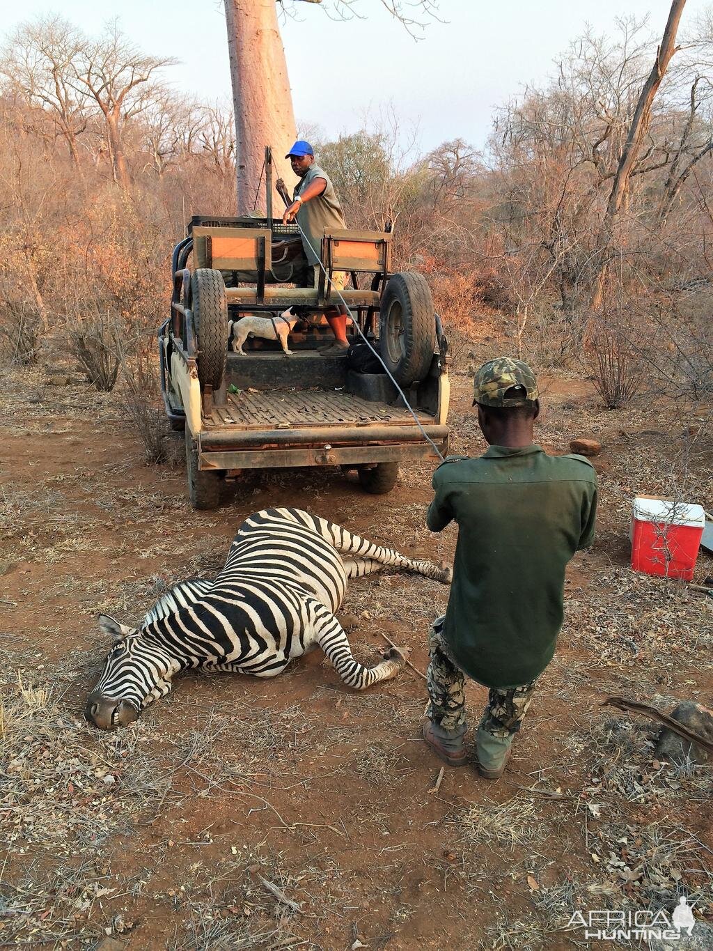 Zimbabwe Burchell's Plain Zebra Hunt