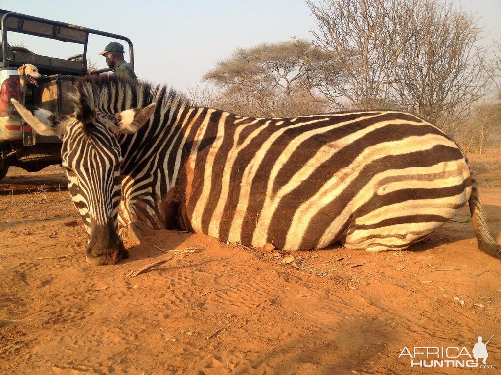 Zimbabwe Burchell's Plain Zebra Hunt