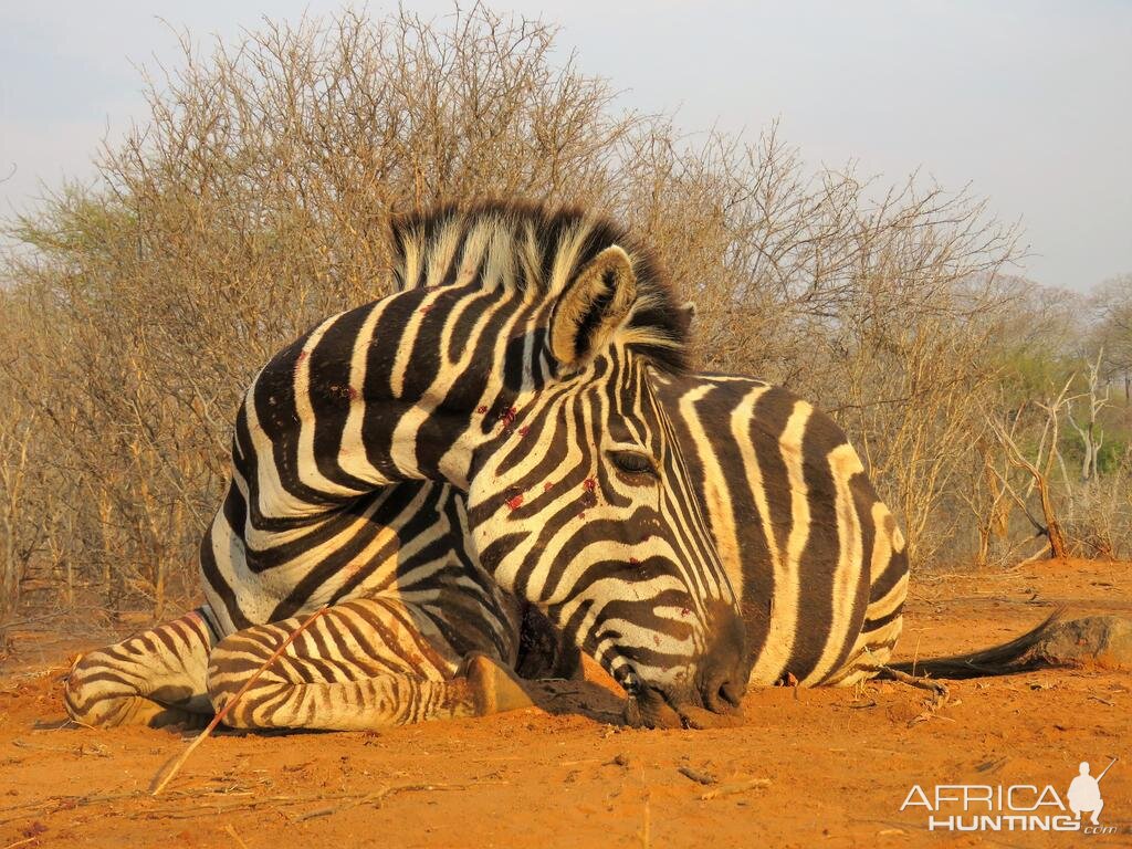 Zimbabwe Burchell's Plain Zebra Hunt