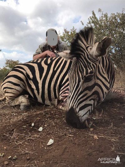 Zimbabwe Burchell's Plain Zebra Hunting