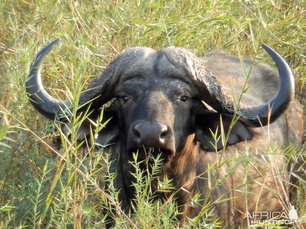 Zimbabwe Cape Buffalo