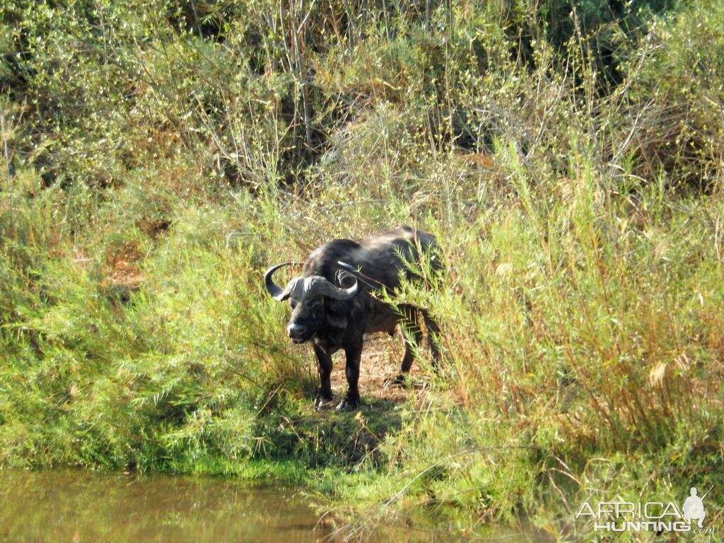 Zimbabwe Cape Buffalo