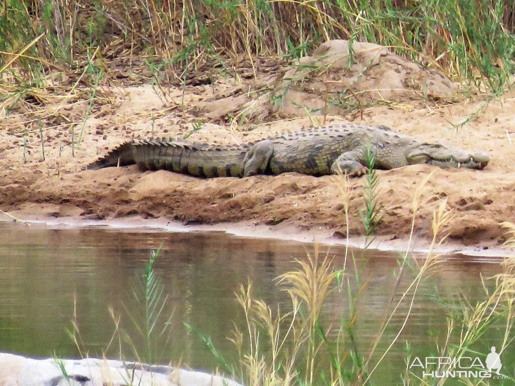 Zimbabwe Crocodile