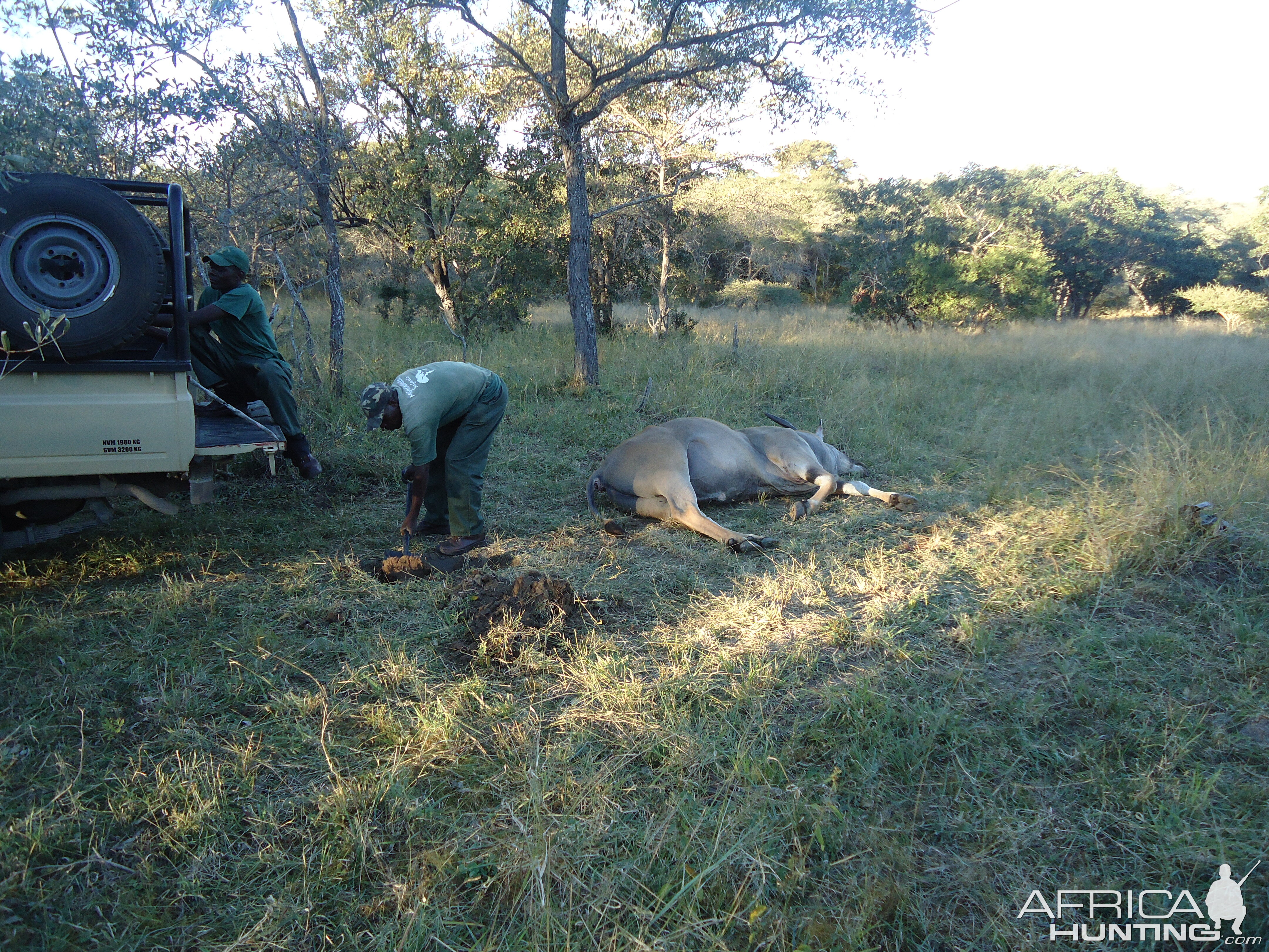 Zimbabwe Eland Hunt