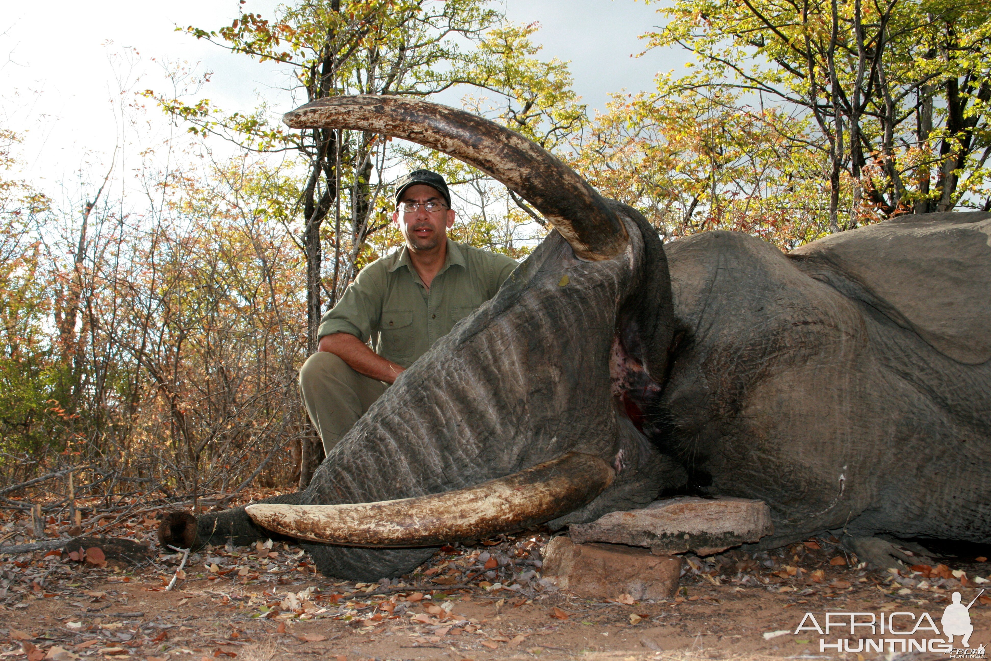 Zimbabwe Elephant 2012