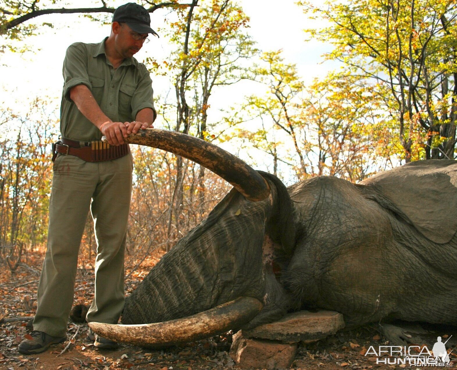 Zimbabwe Elephant 2012