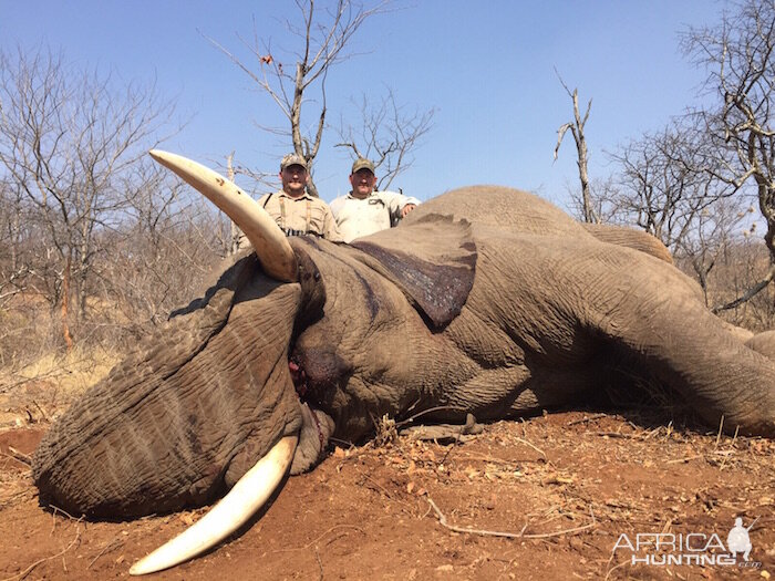 Zimbabwe Elephant Hunting